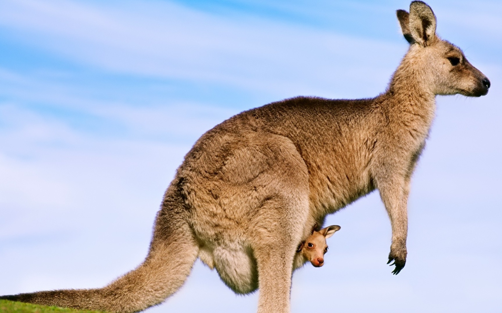 Кенгуру с детенышем в сумке