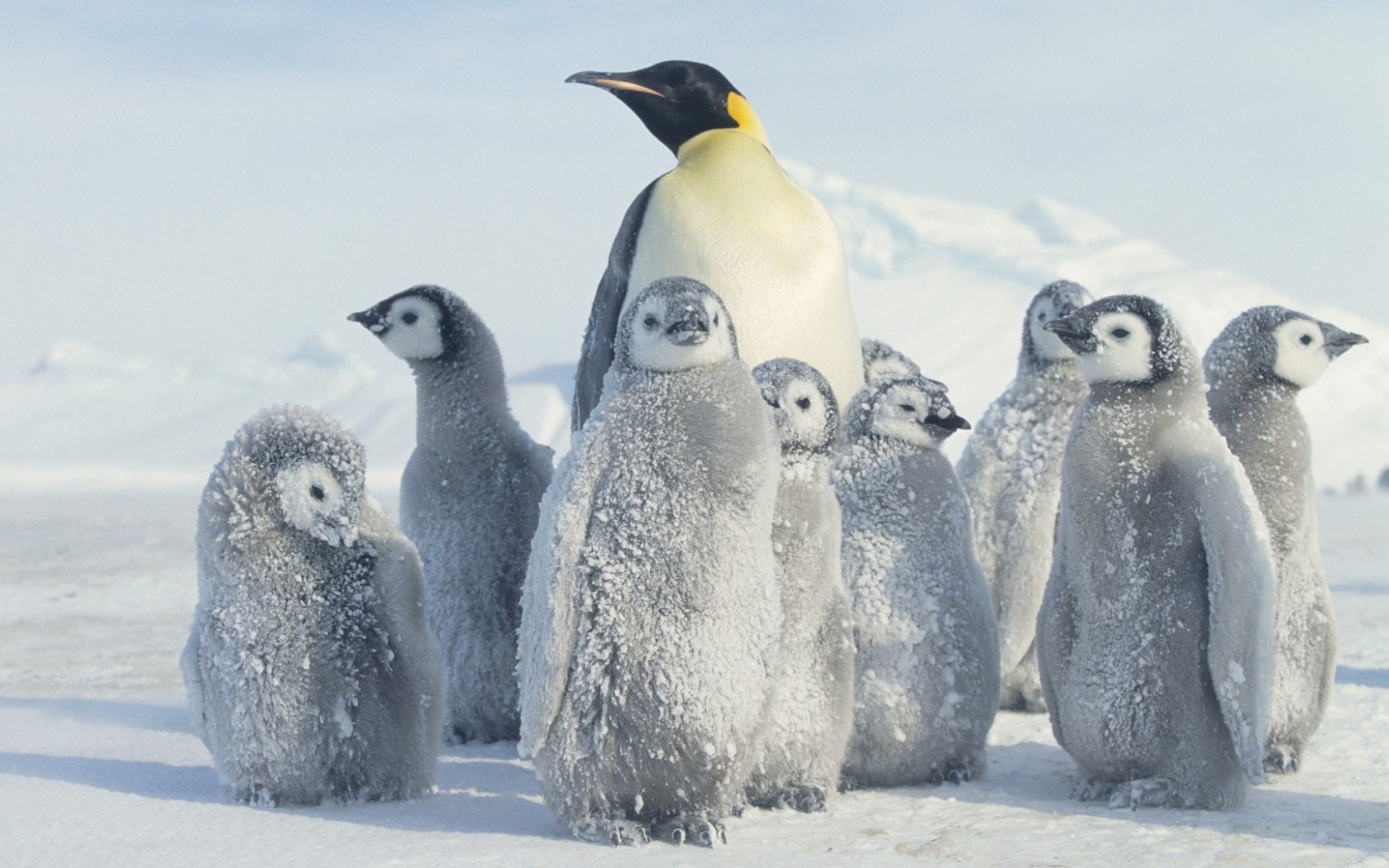 Мама пингвин с выводком