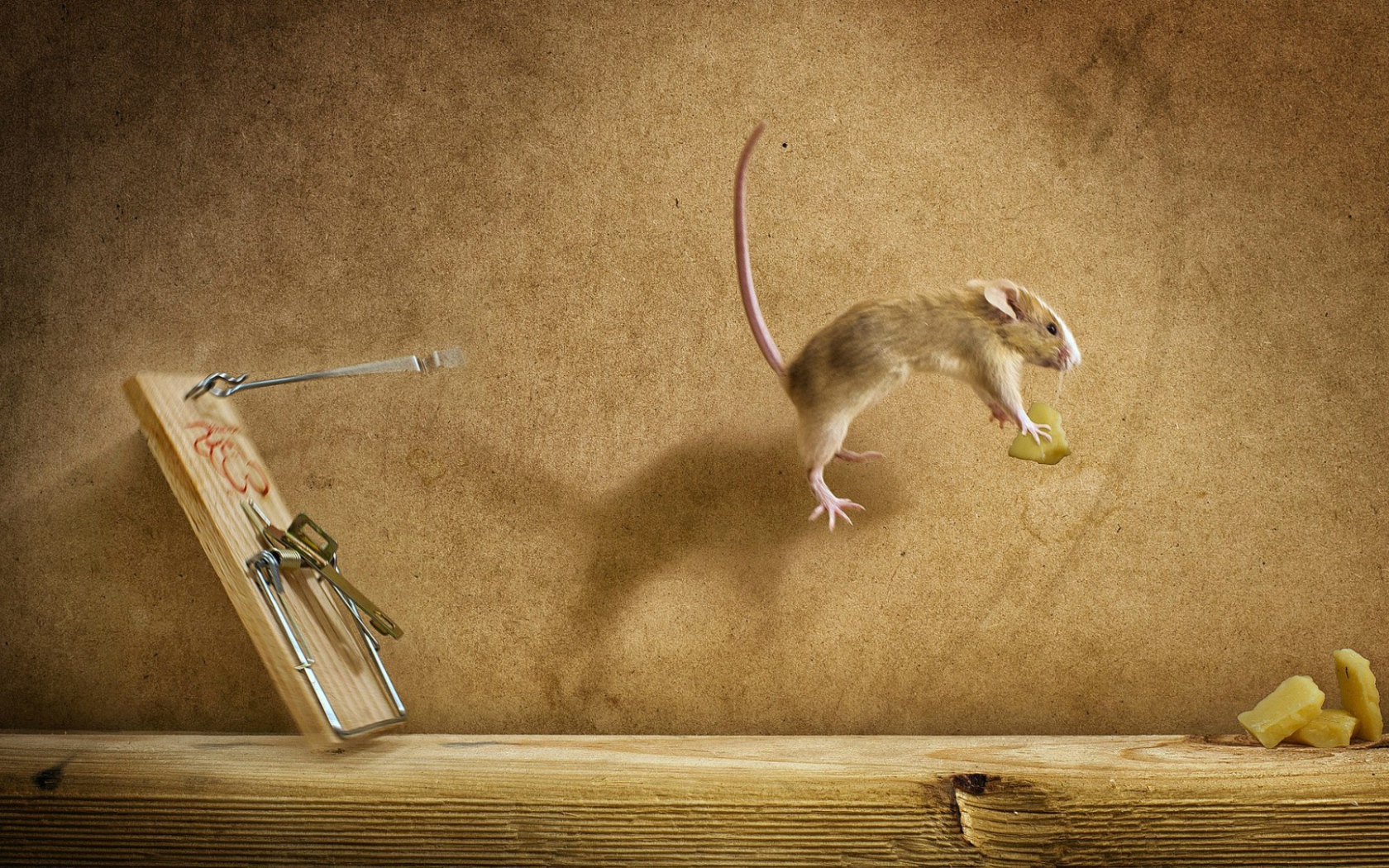 Мышка украла сыр из мышеловки