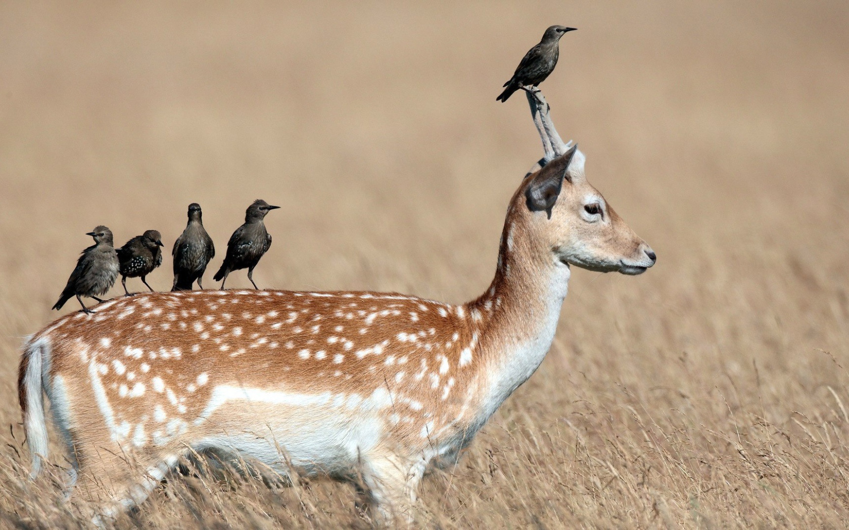 Грачи сидят на олене