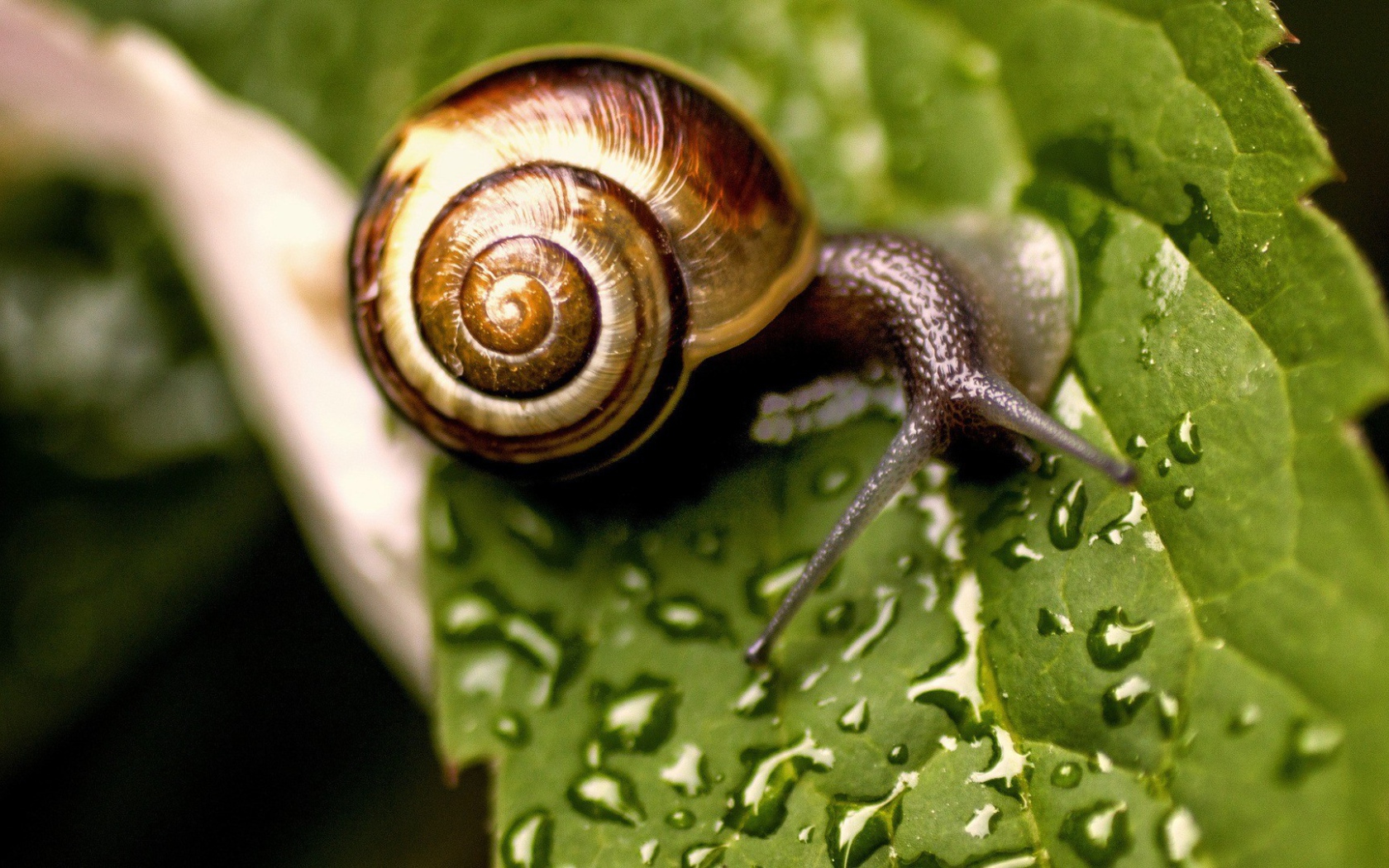 Улитка сидит на мокром листике