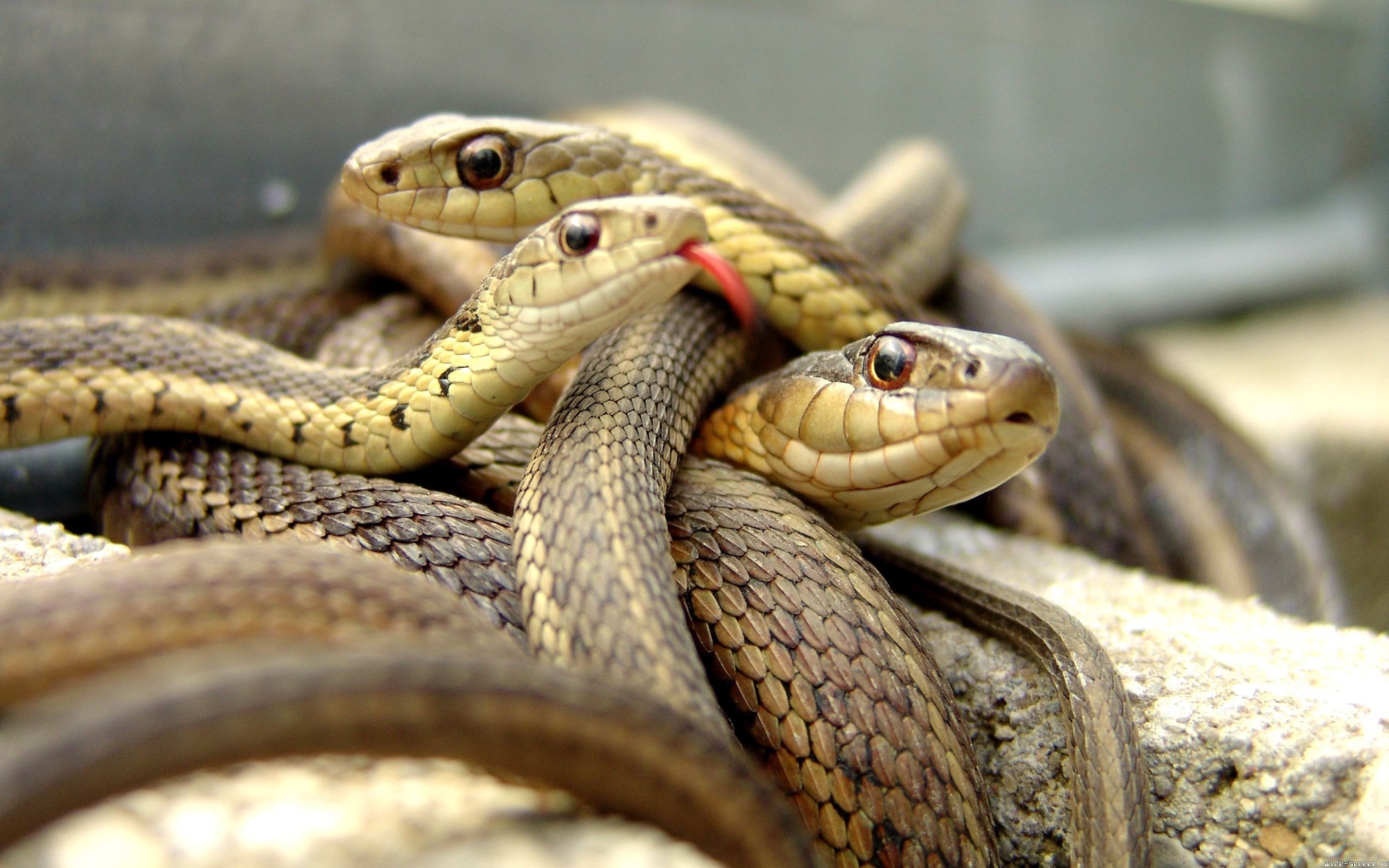 Клубок коричневых змей