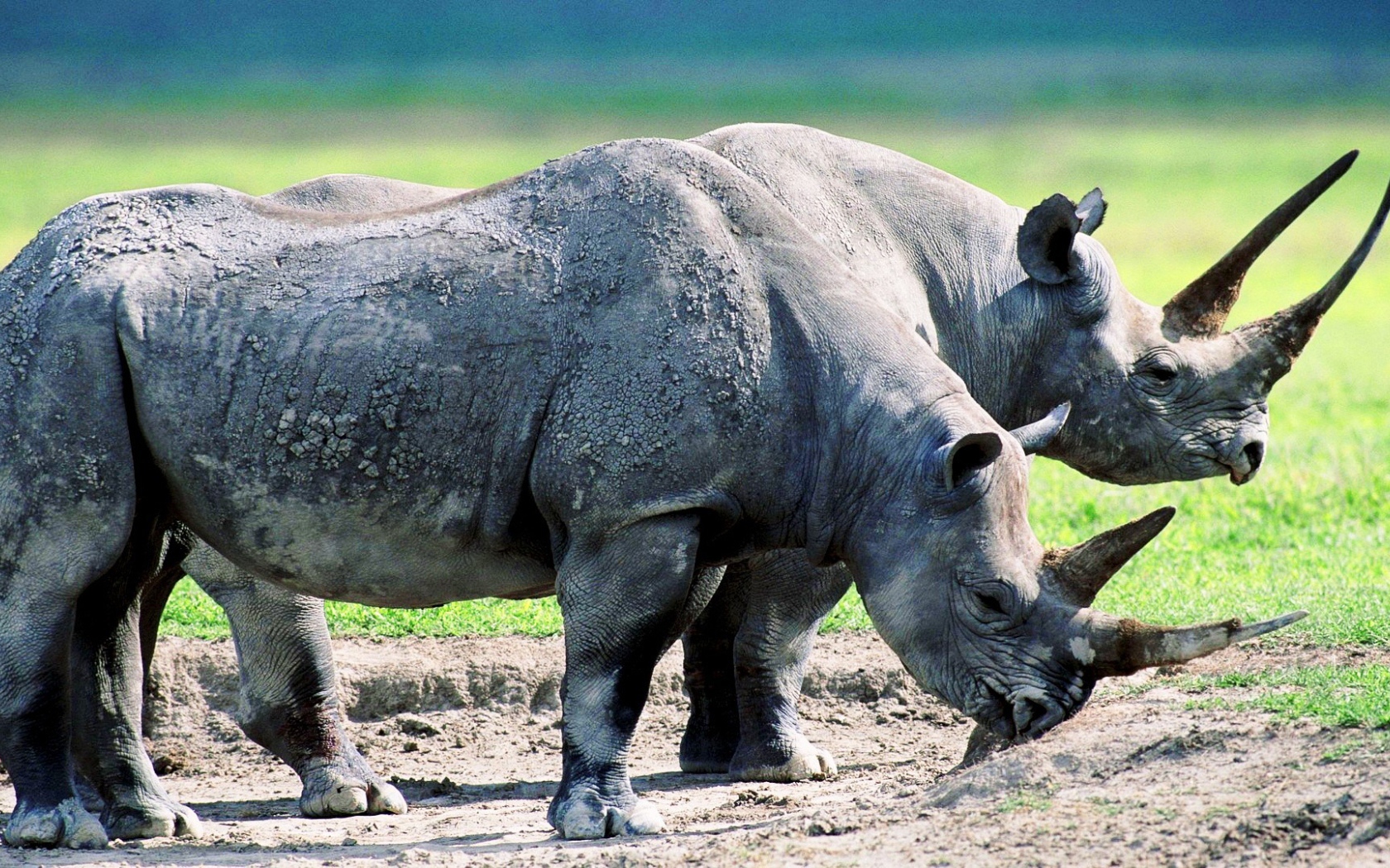 Два старых носорога