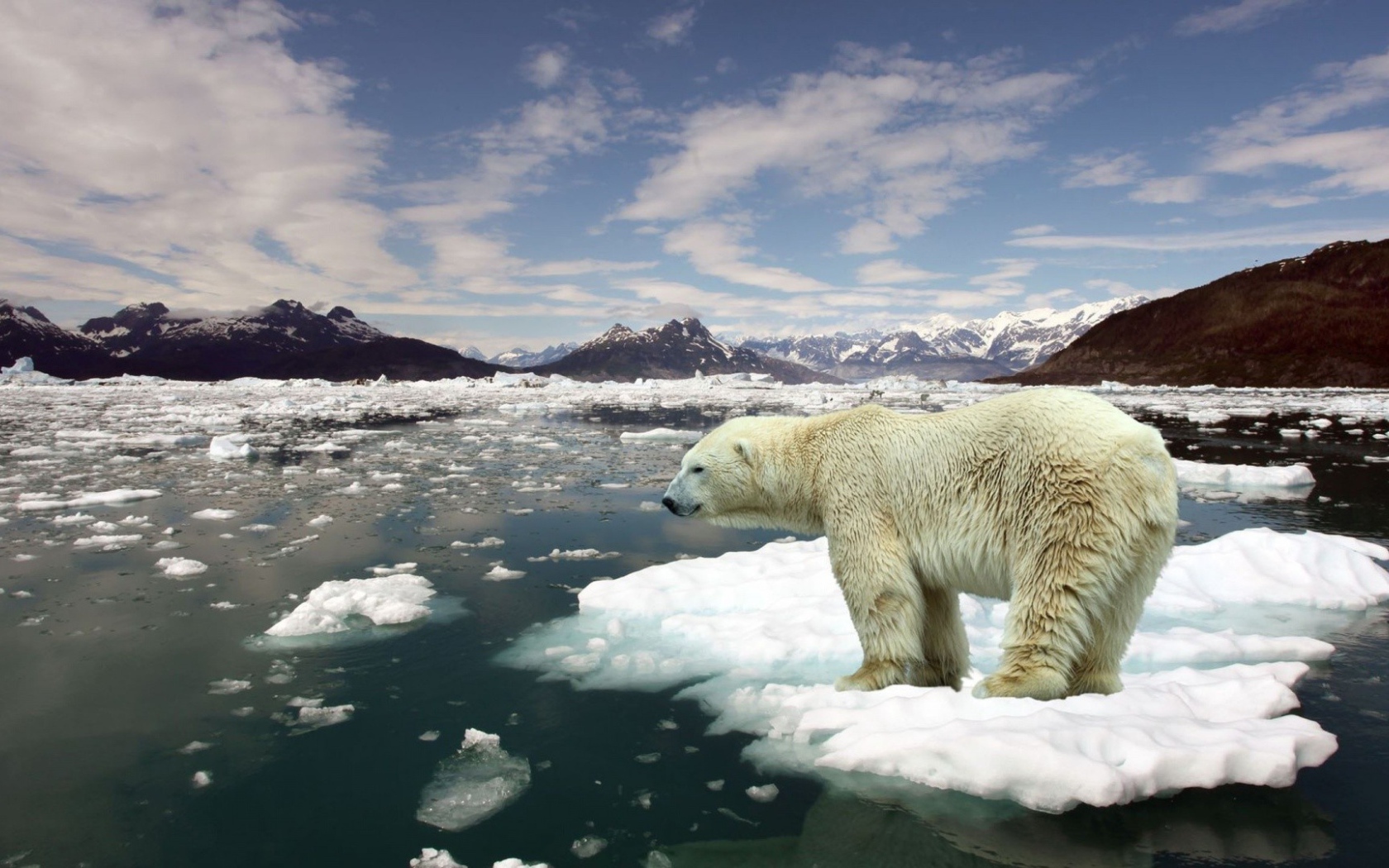 Белый медведь плывет на льдине