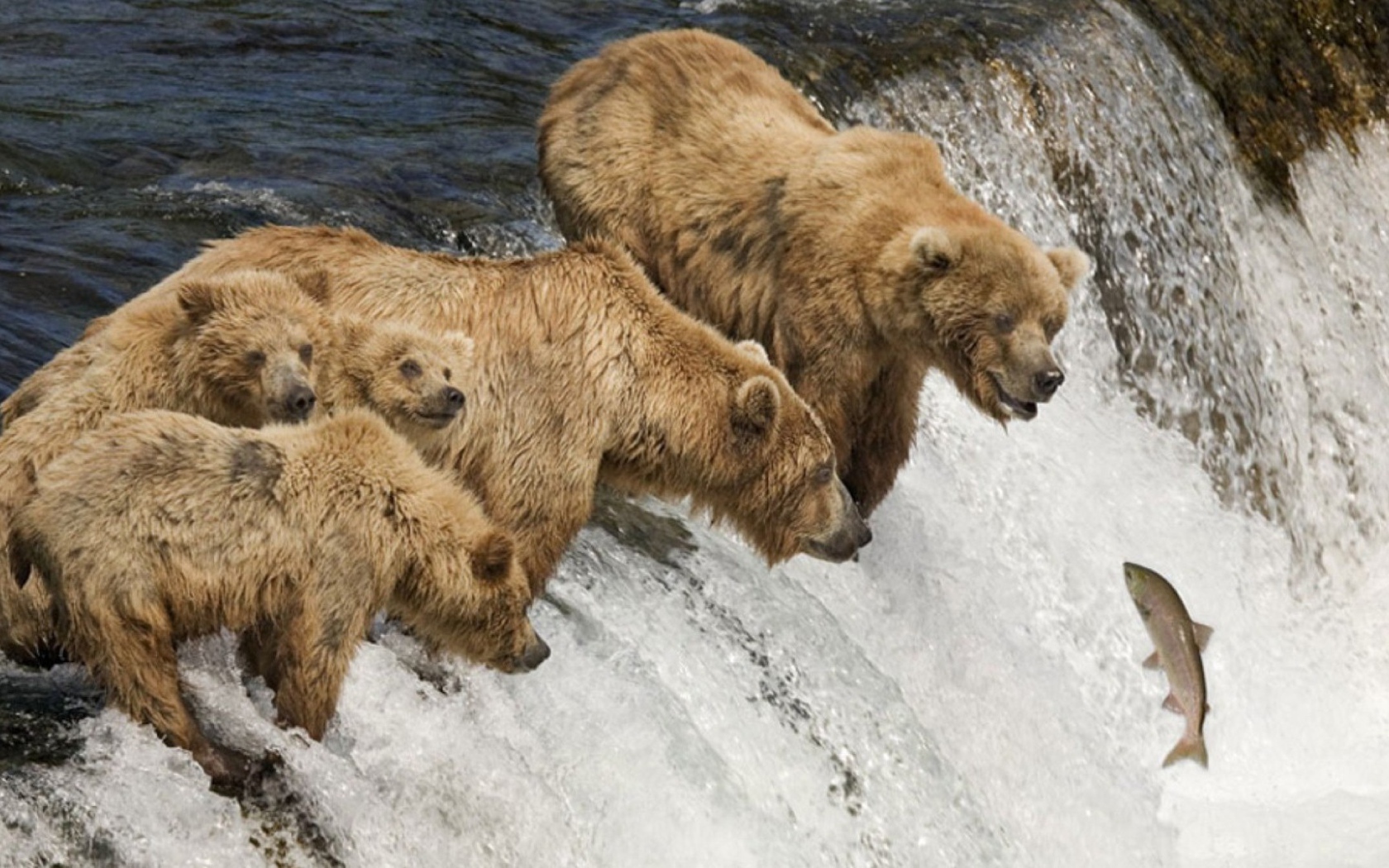 Семья медведей ловит рыбу во время нереста