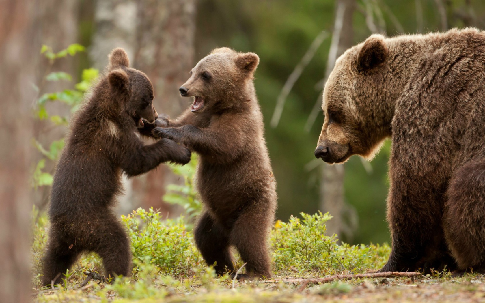 Два игривых медвежонка
