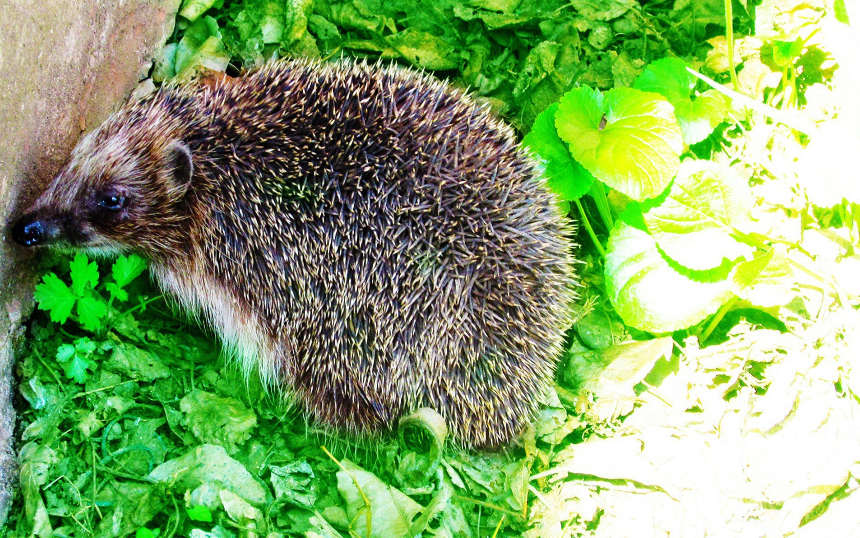 Еж сидит на зеленых листьях