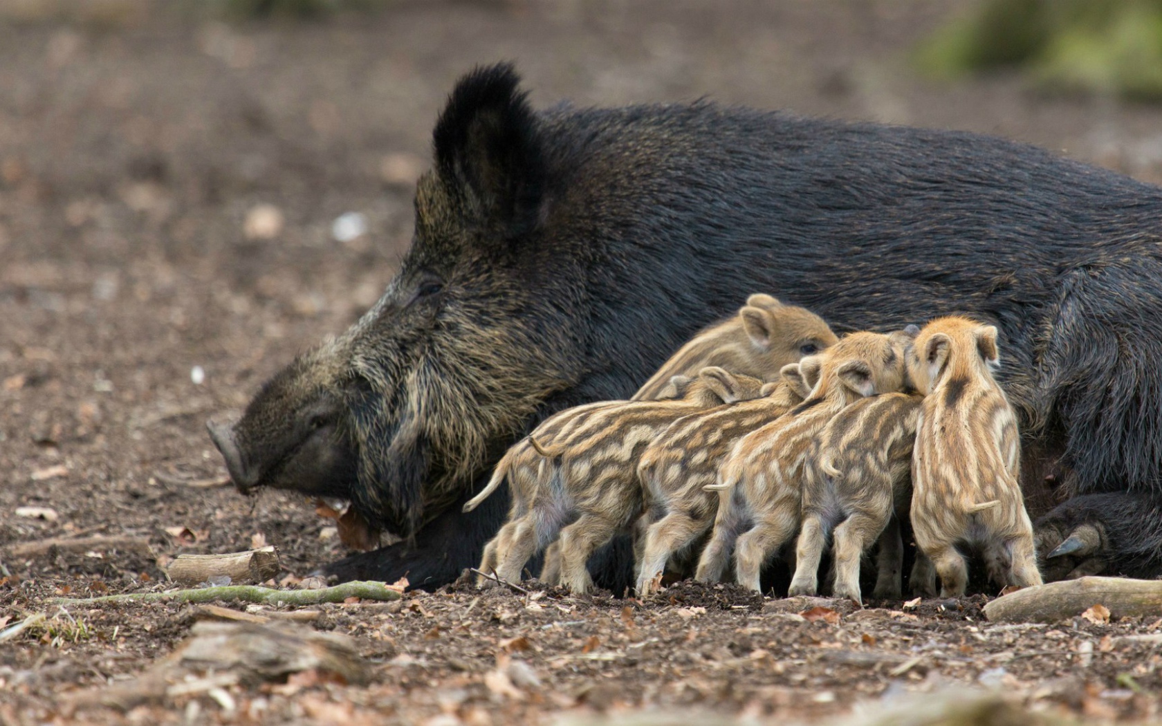 Дикие поросята с мамой