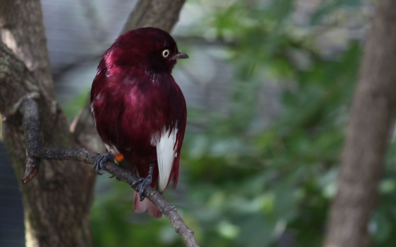 Птица темно коричневого цвета
