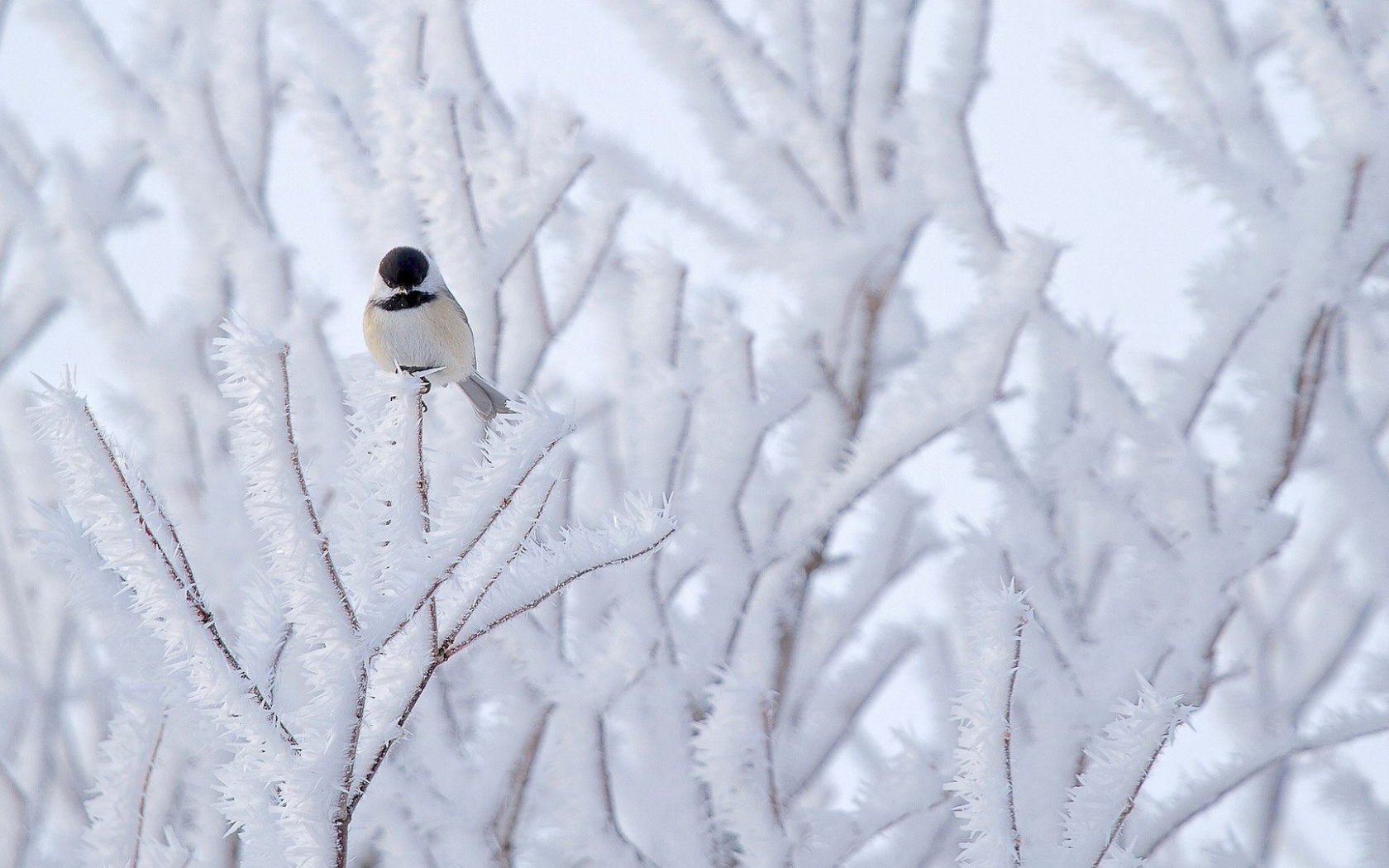 Птичка на покрытой инеем ветке
