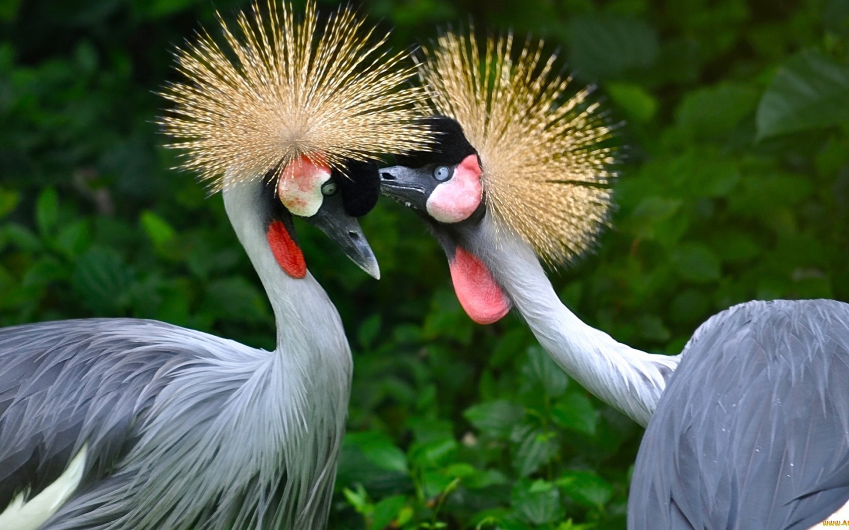 Птицы семейства журавлиных