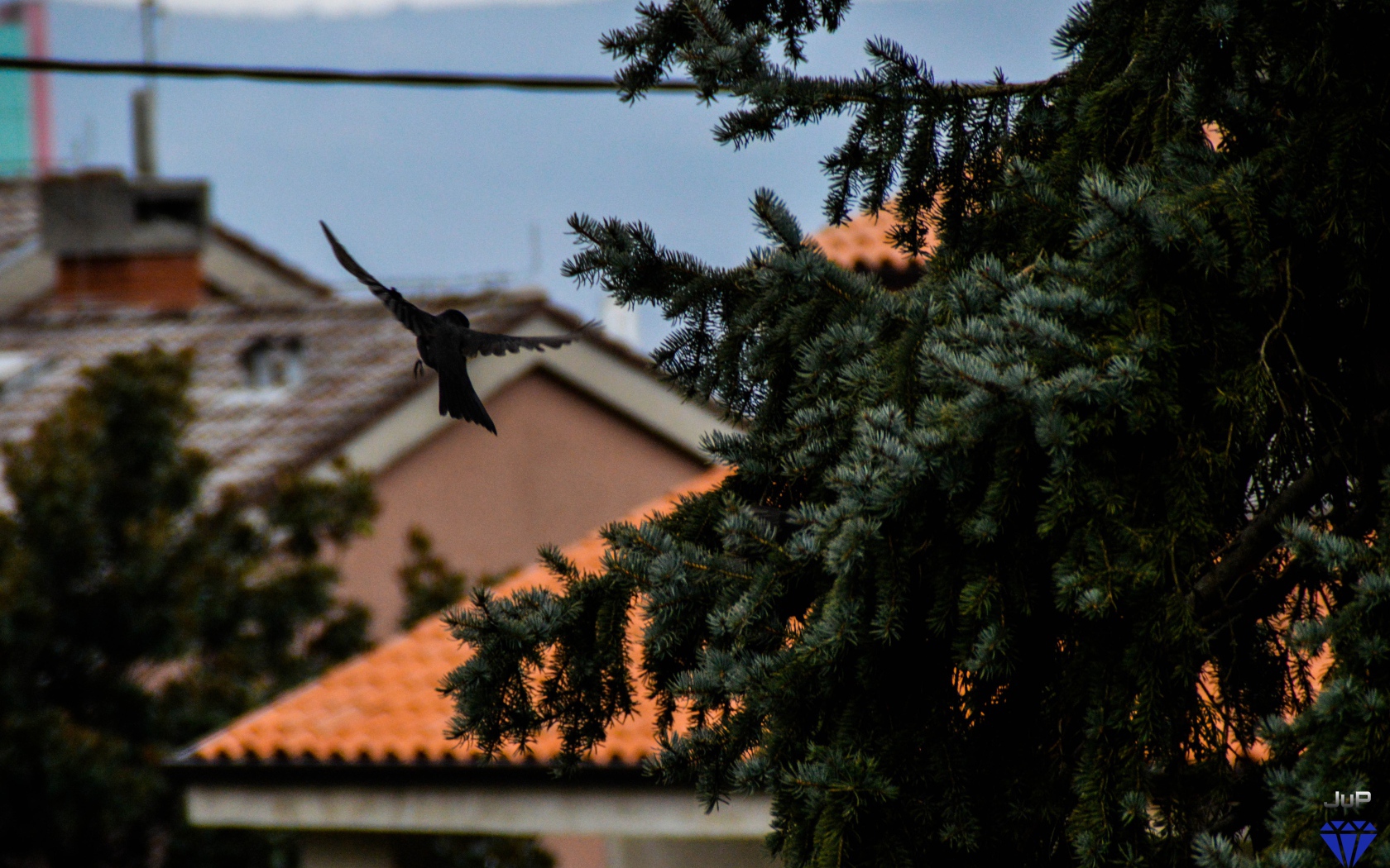 Черная птица в полете