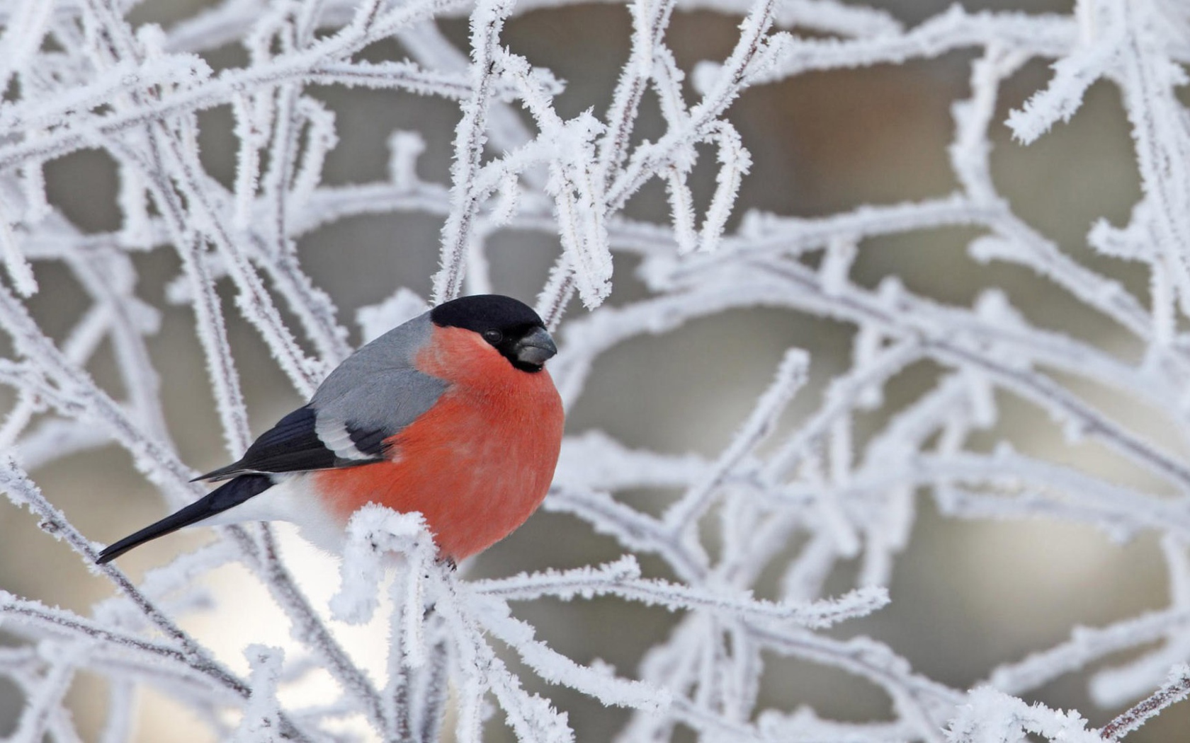 Снегирь на покрытой инеем ветке
