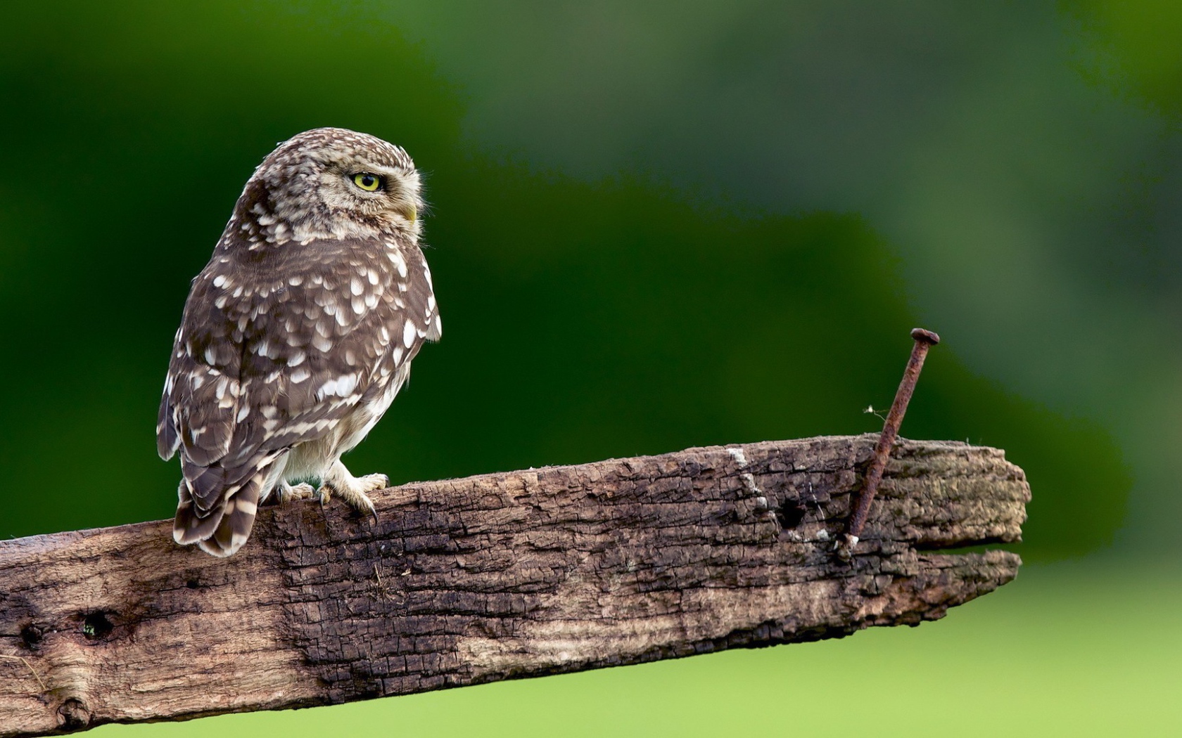 Сова на доске с гвоздем