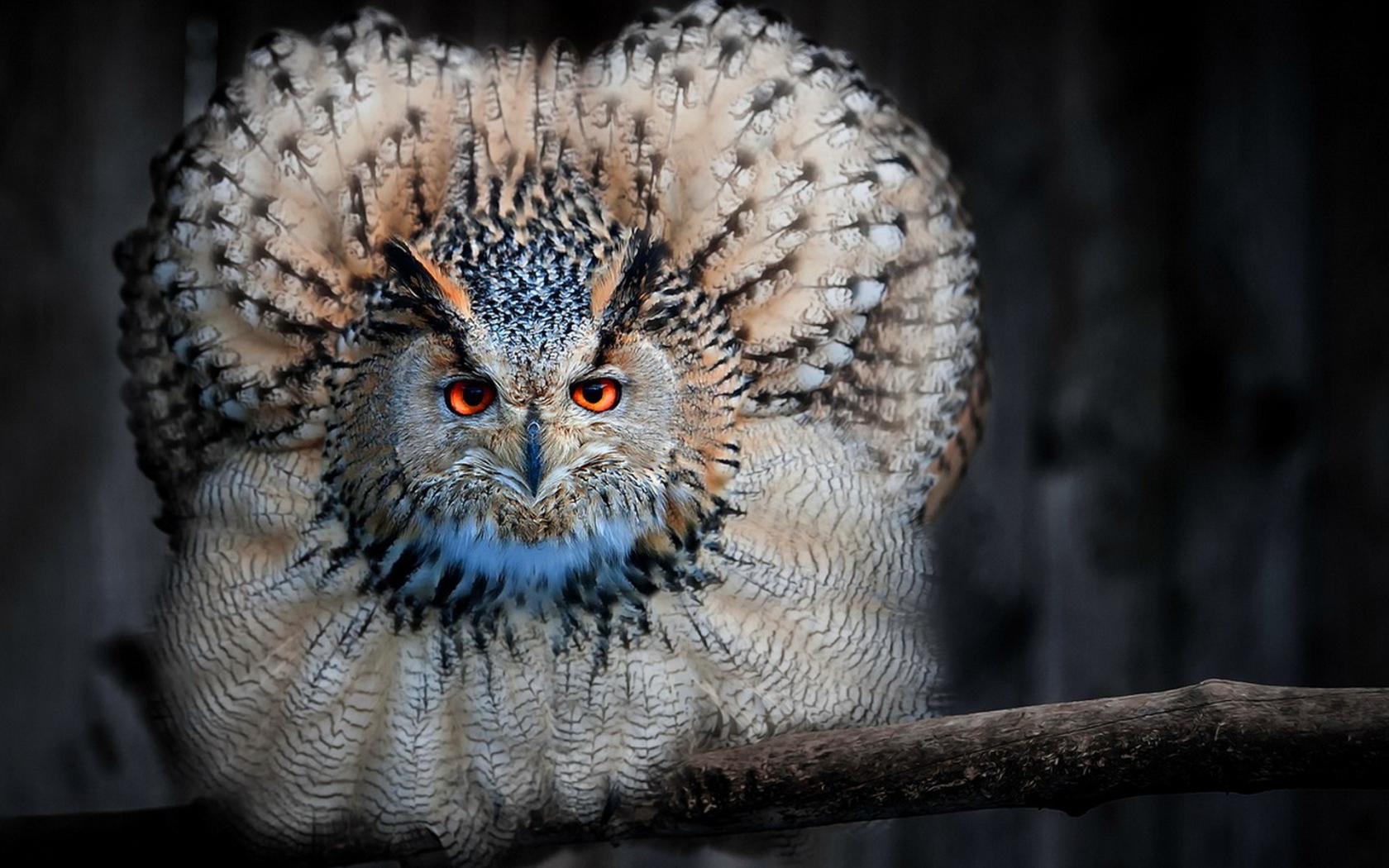 Сова сидя на ветке распустила перья