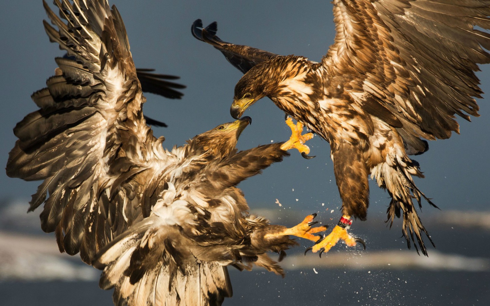 Схватка двух беркутов