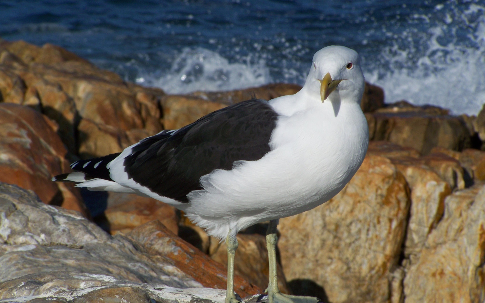 Чайка стоит на скале у моря