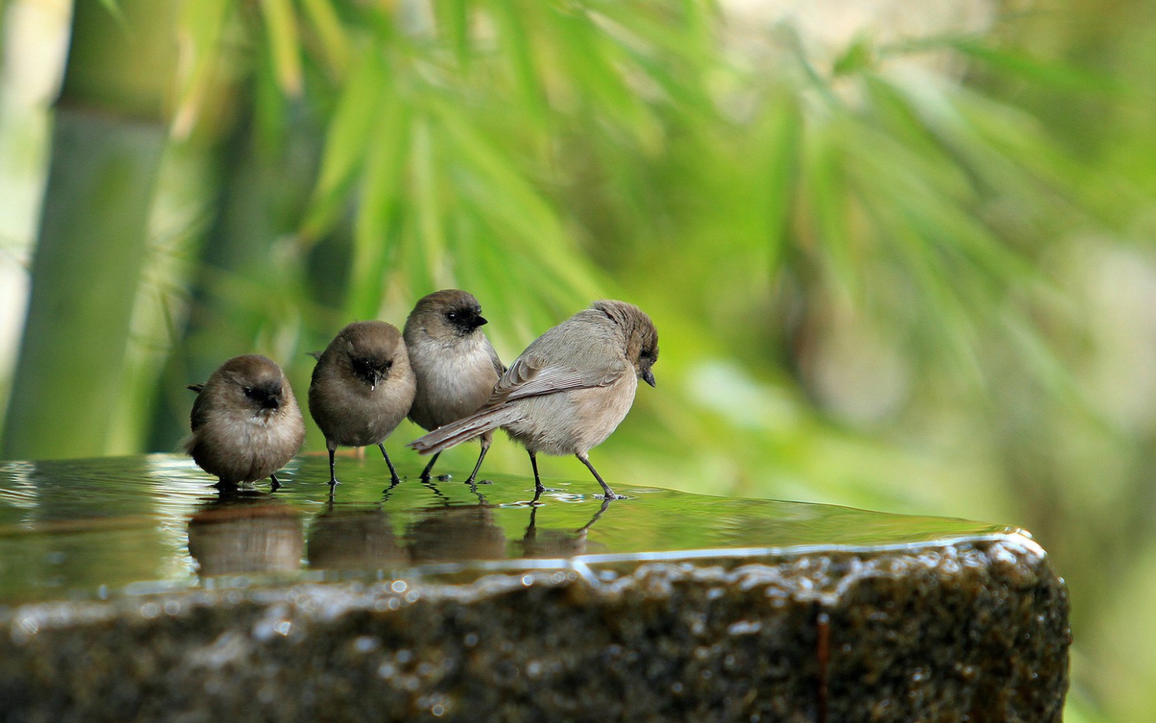 Воробьи на камне