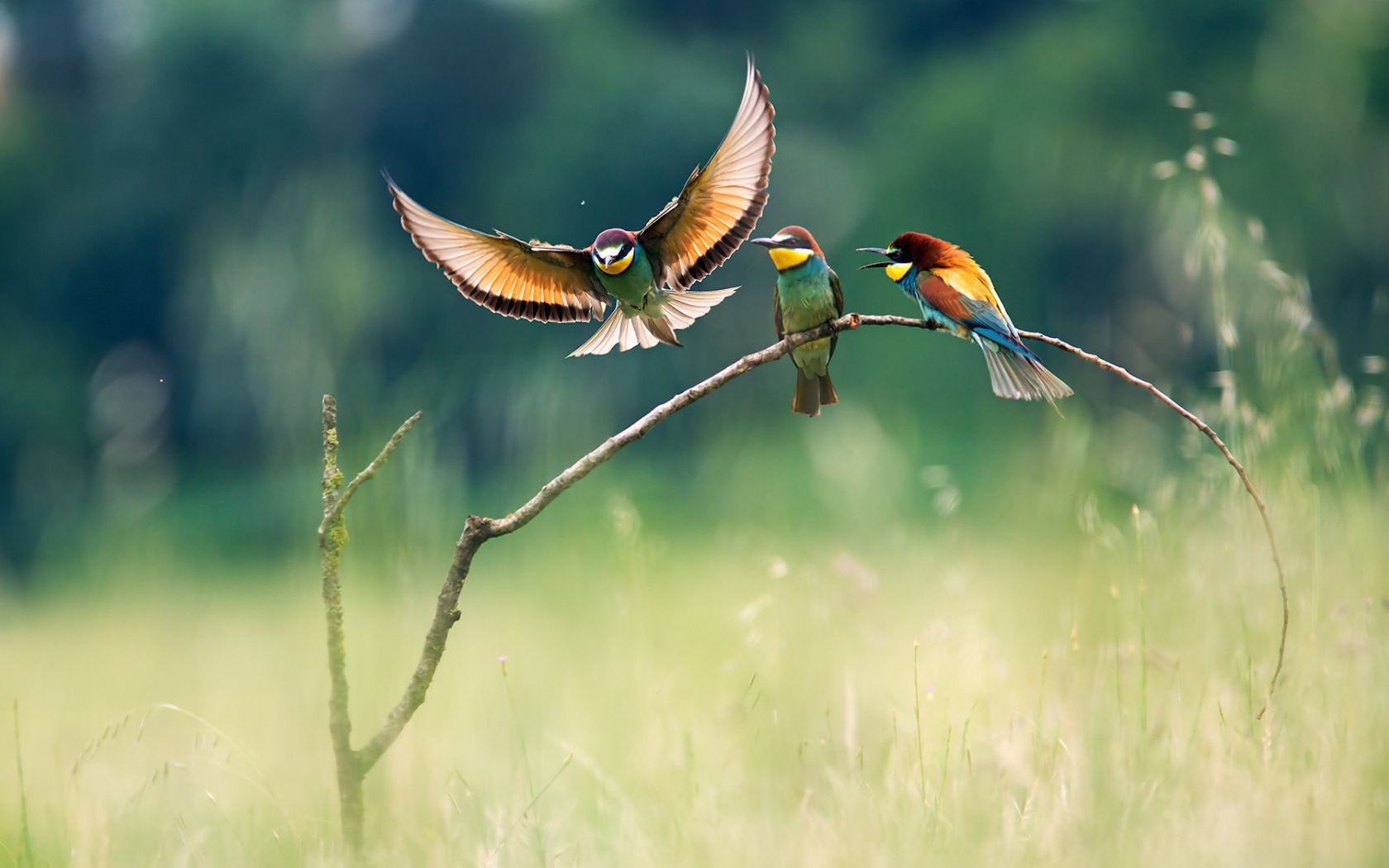 Три красочных щурка на ветке в поле