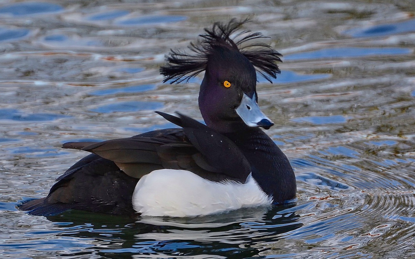 Утка породы хохлатая чернеть