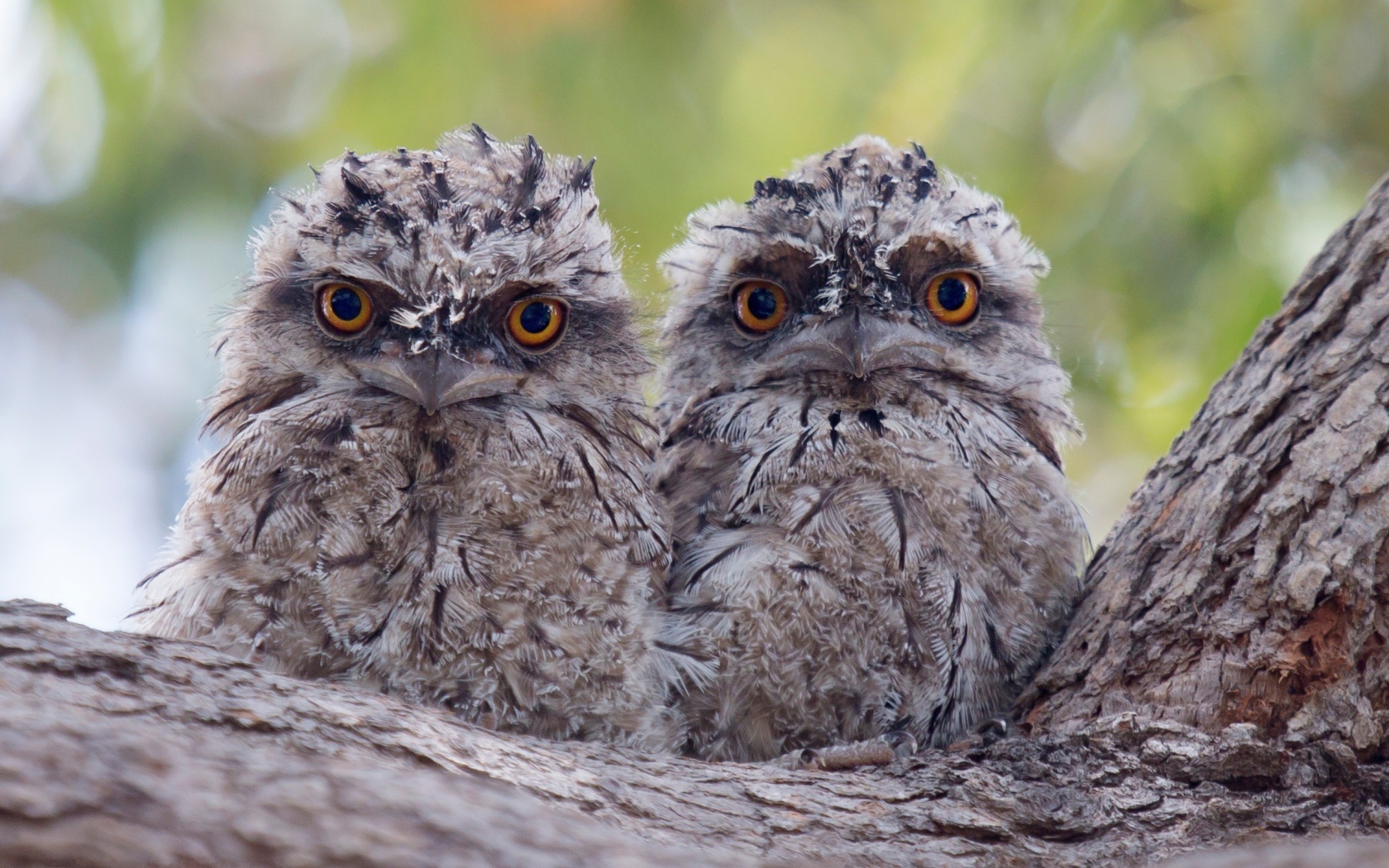 Два взлохмаченных совенка на коре дерева