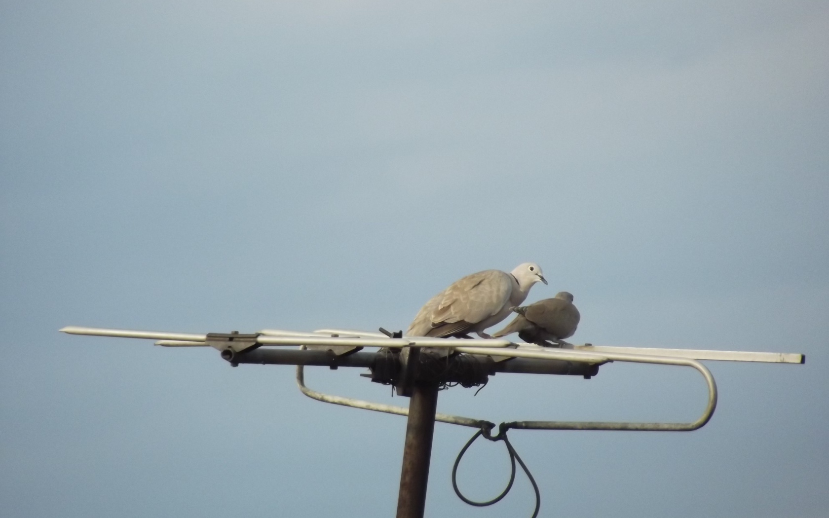 Два голубя на телевизионной антенне