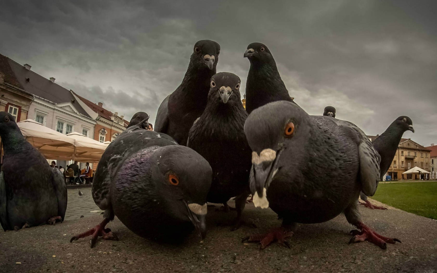 Городские голуби ищут пропитание