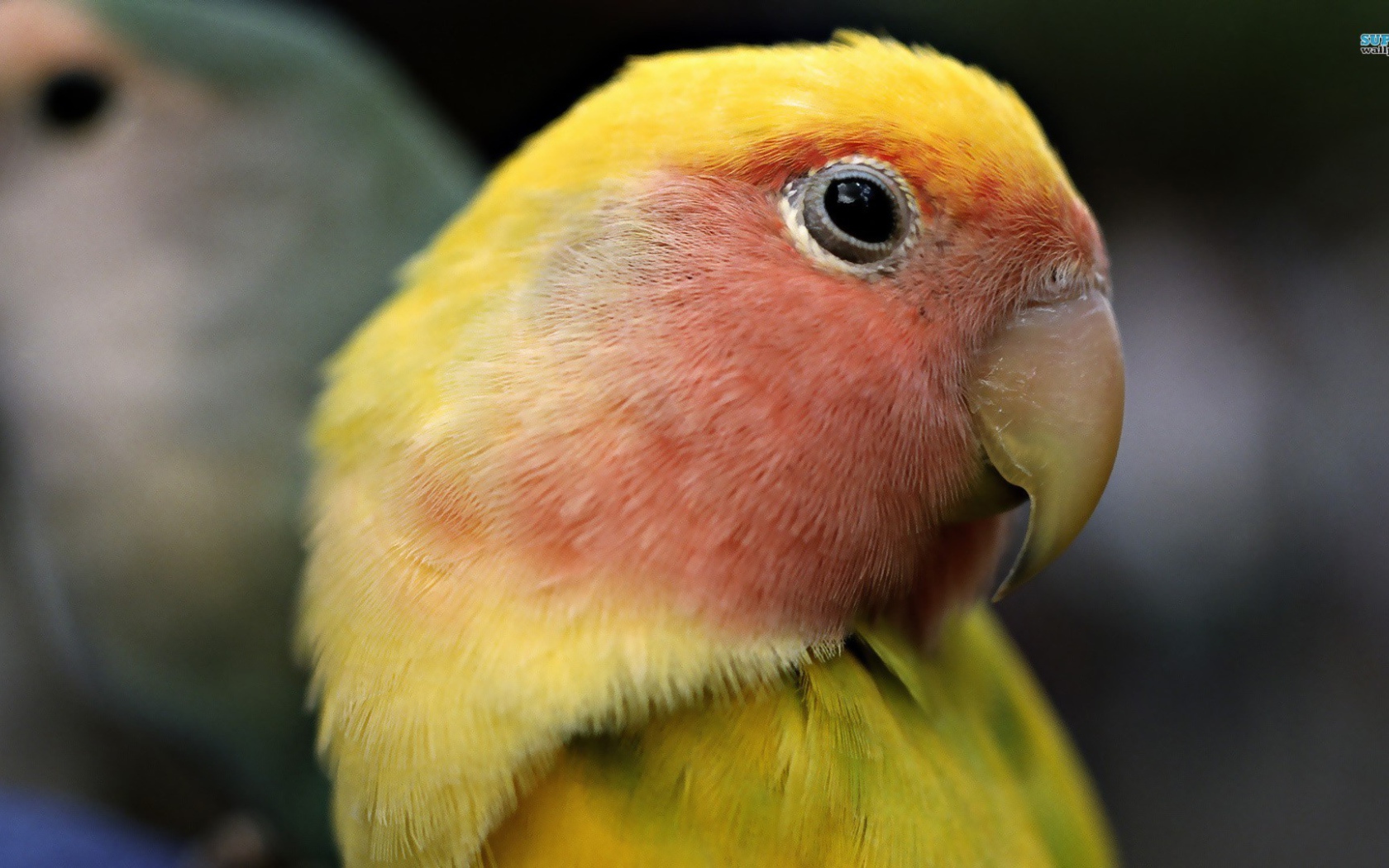 Желтый попугай с красными перьями на голове