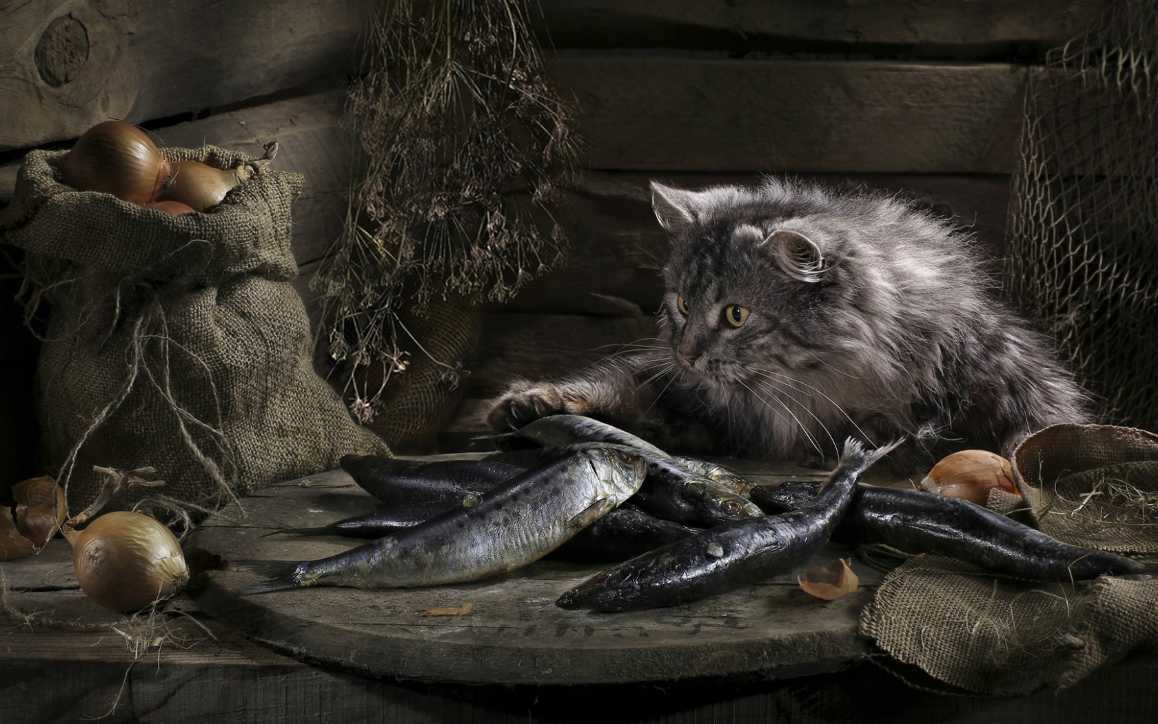 Кот нашел сокровище