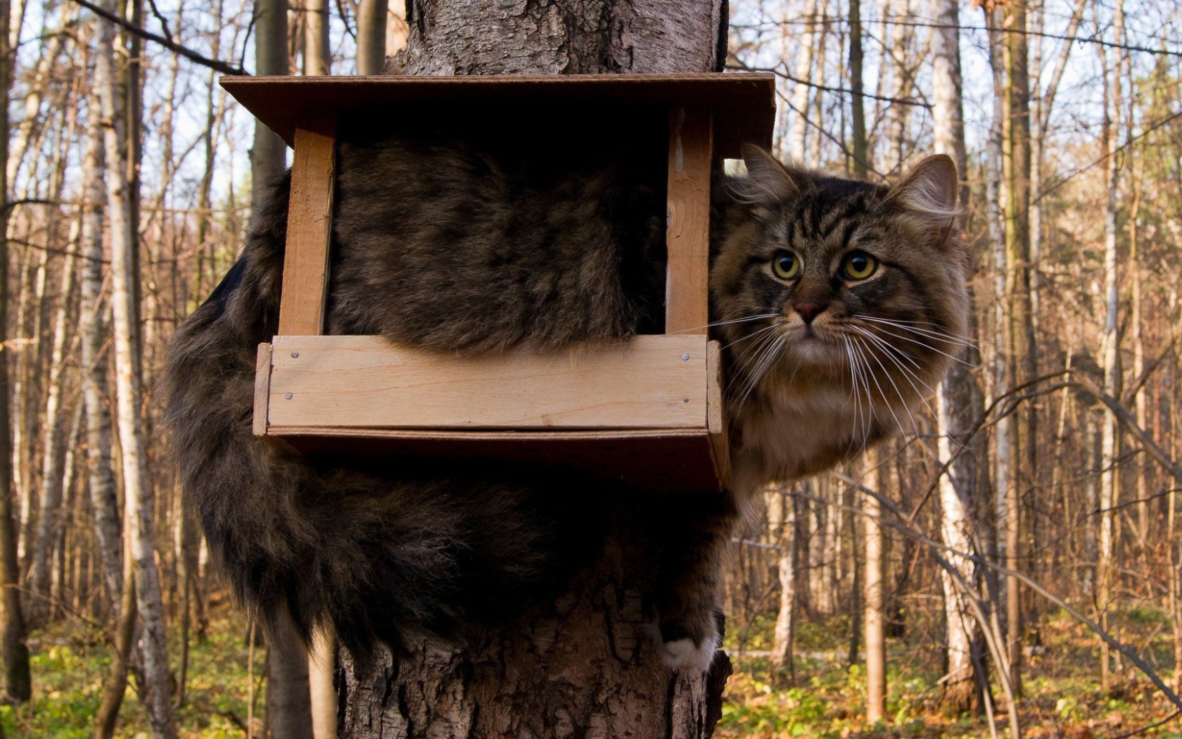 Кот ждет птичек