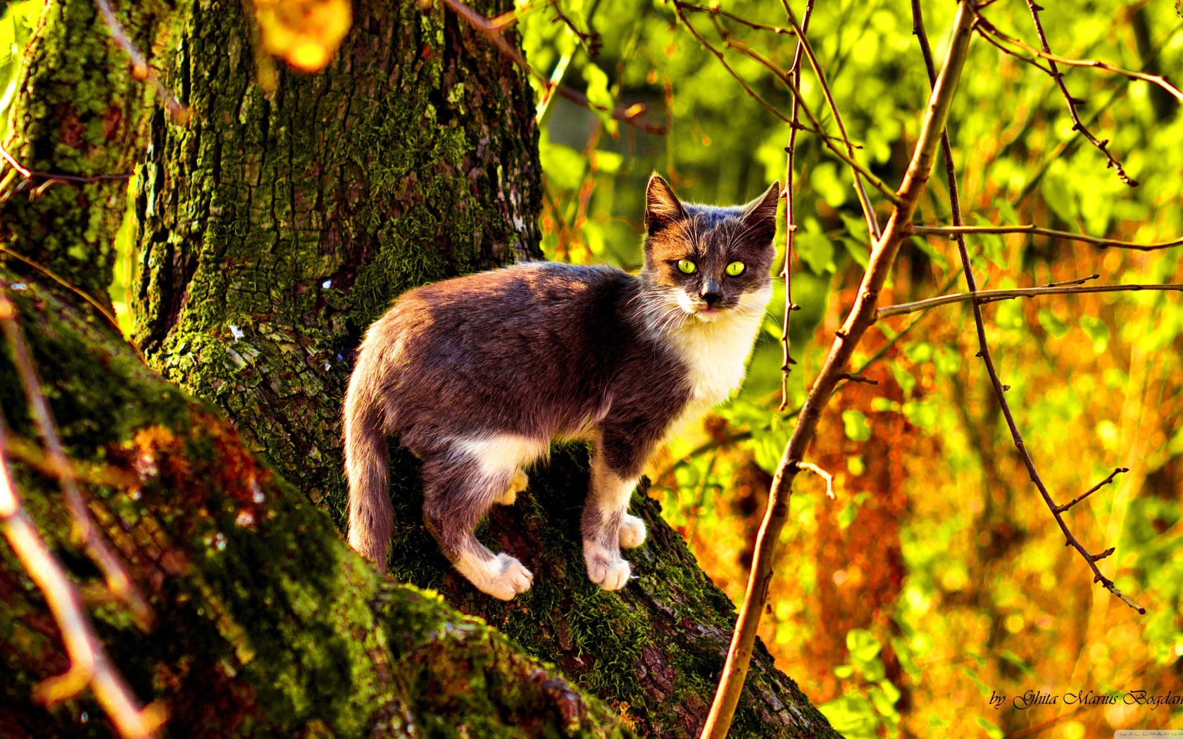 Кот на поросшем мхом дереве