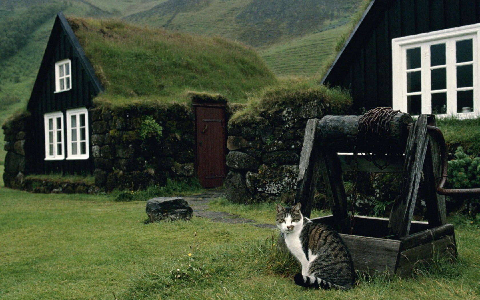 Кот сидит у колодца