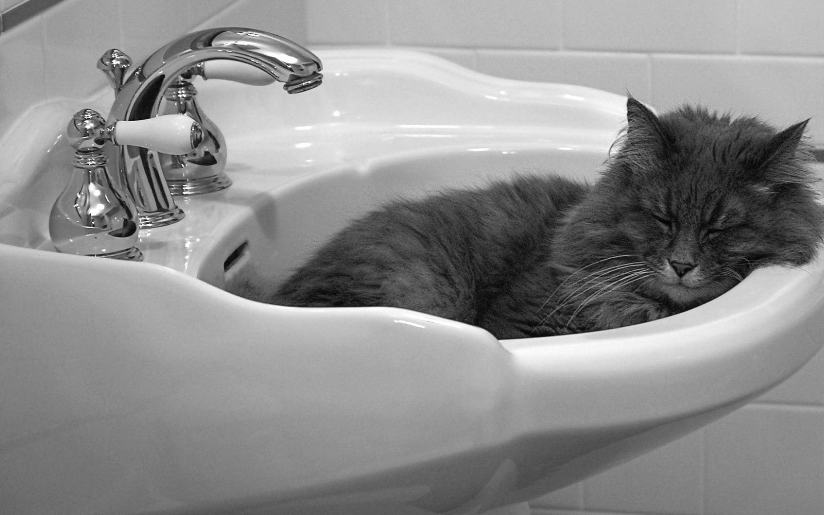 Кот мирно спит в раковине