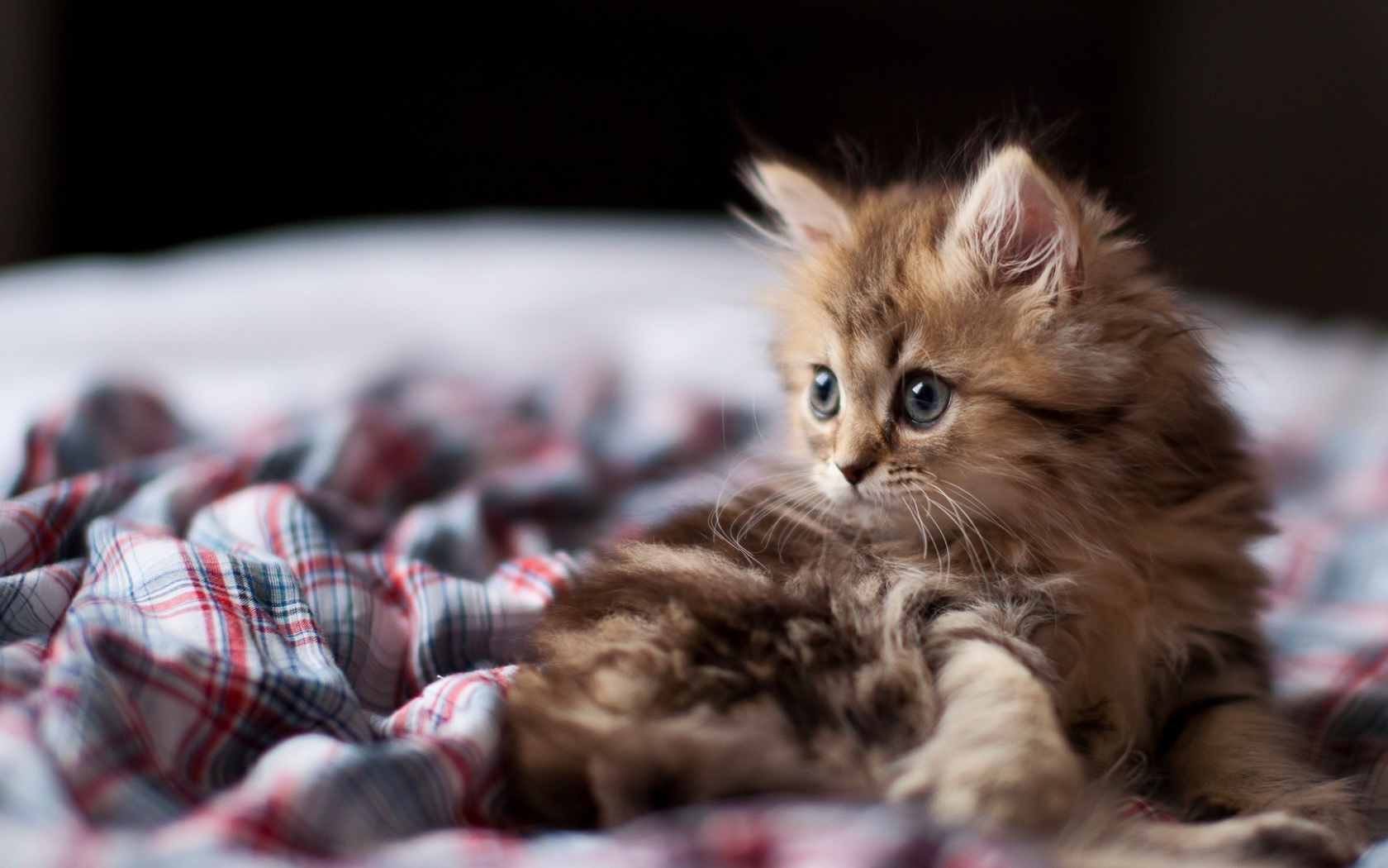 Взлохмаченный котенок в постели