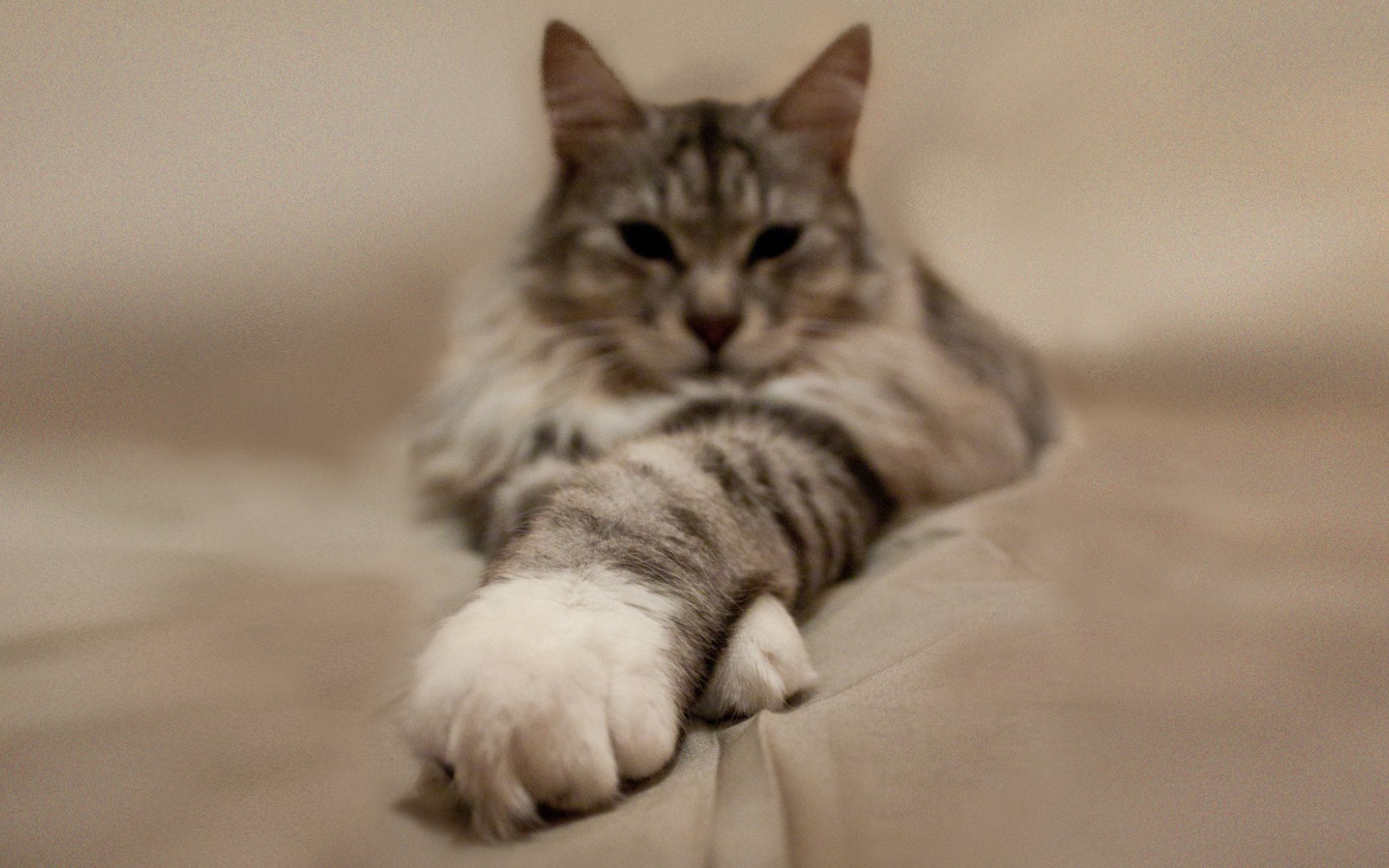 Пушистый кот вытянул лапы вперед