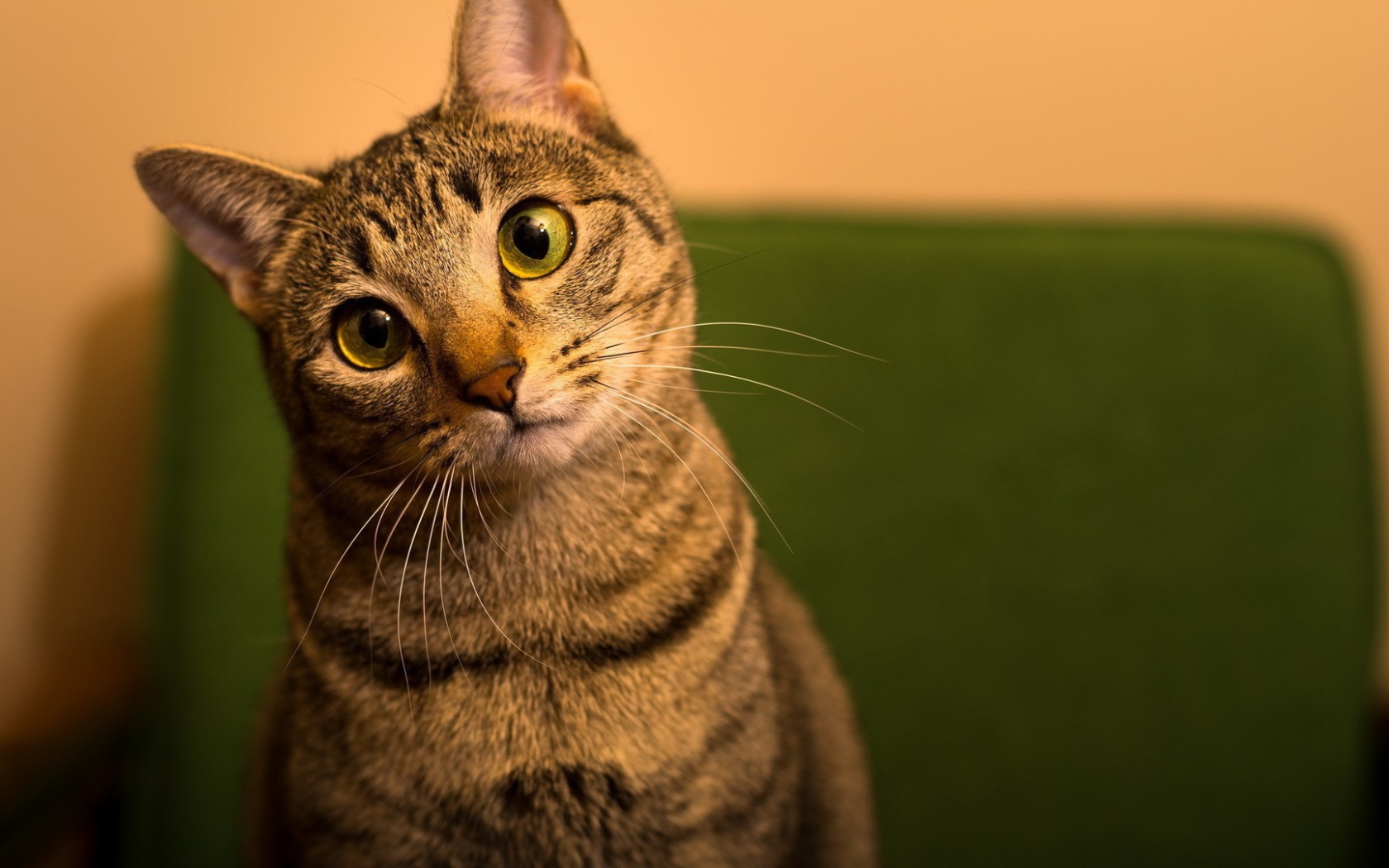 Забавный удивленный кот