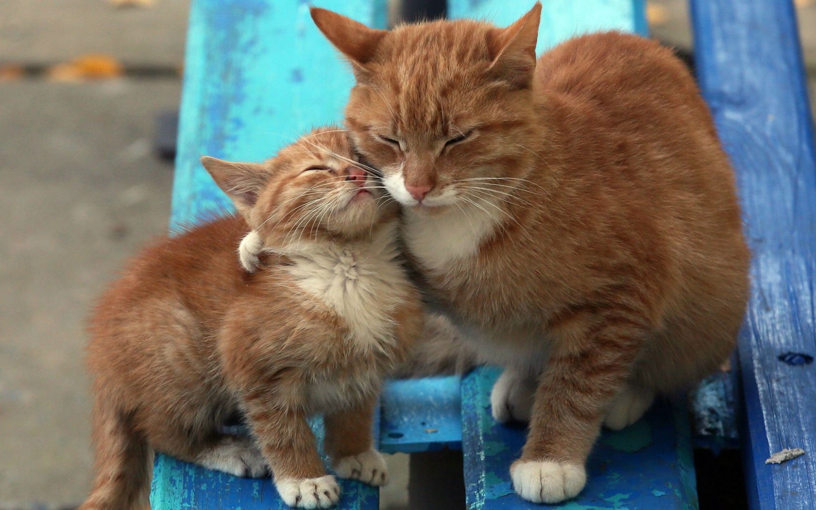 Рыжий котенок с мамой