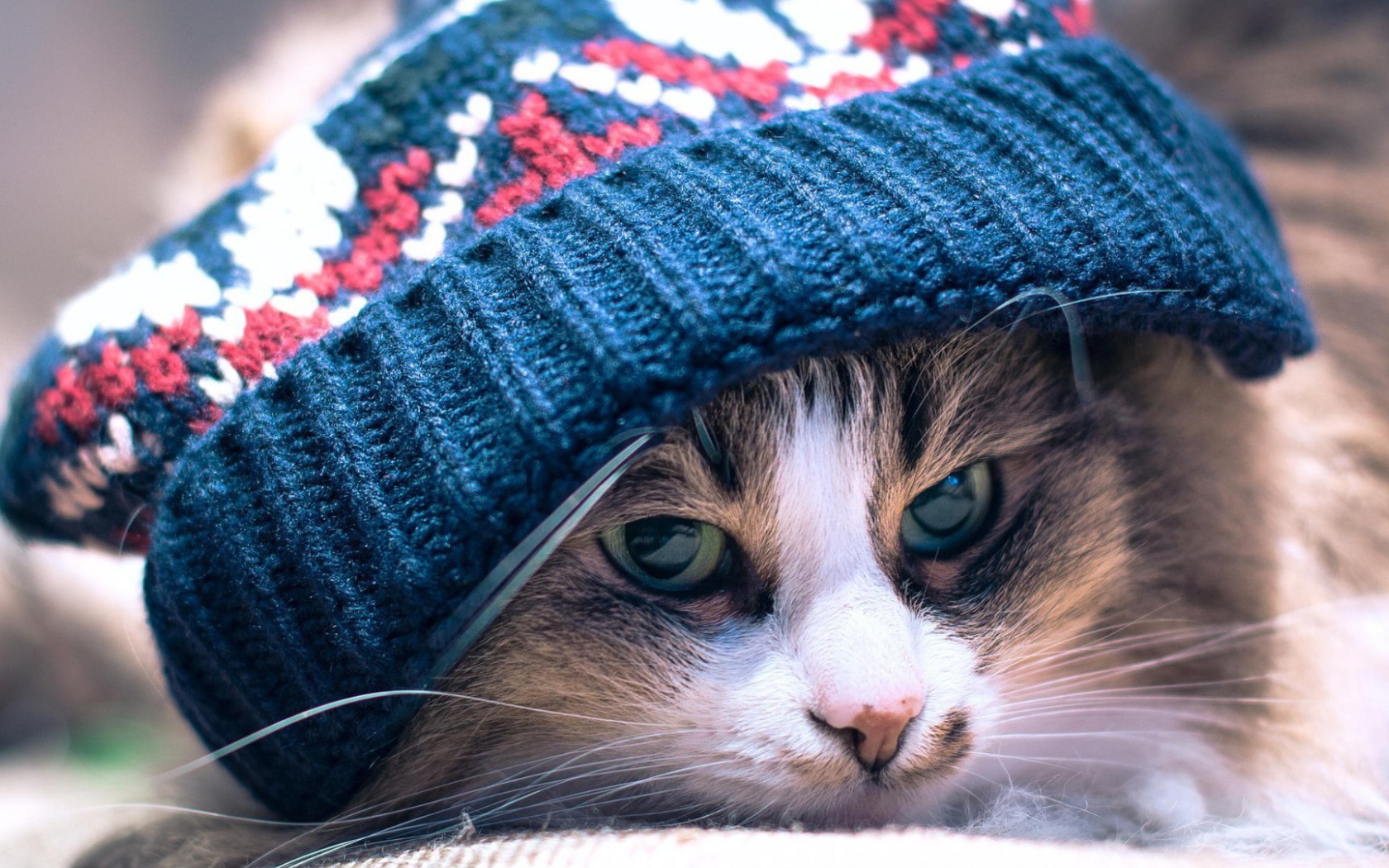 Хмурый кот лежит под вязанной шапкой