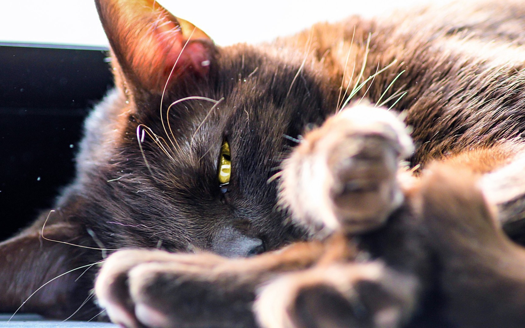 Серый кот лежит на боку