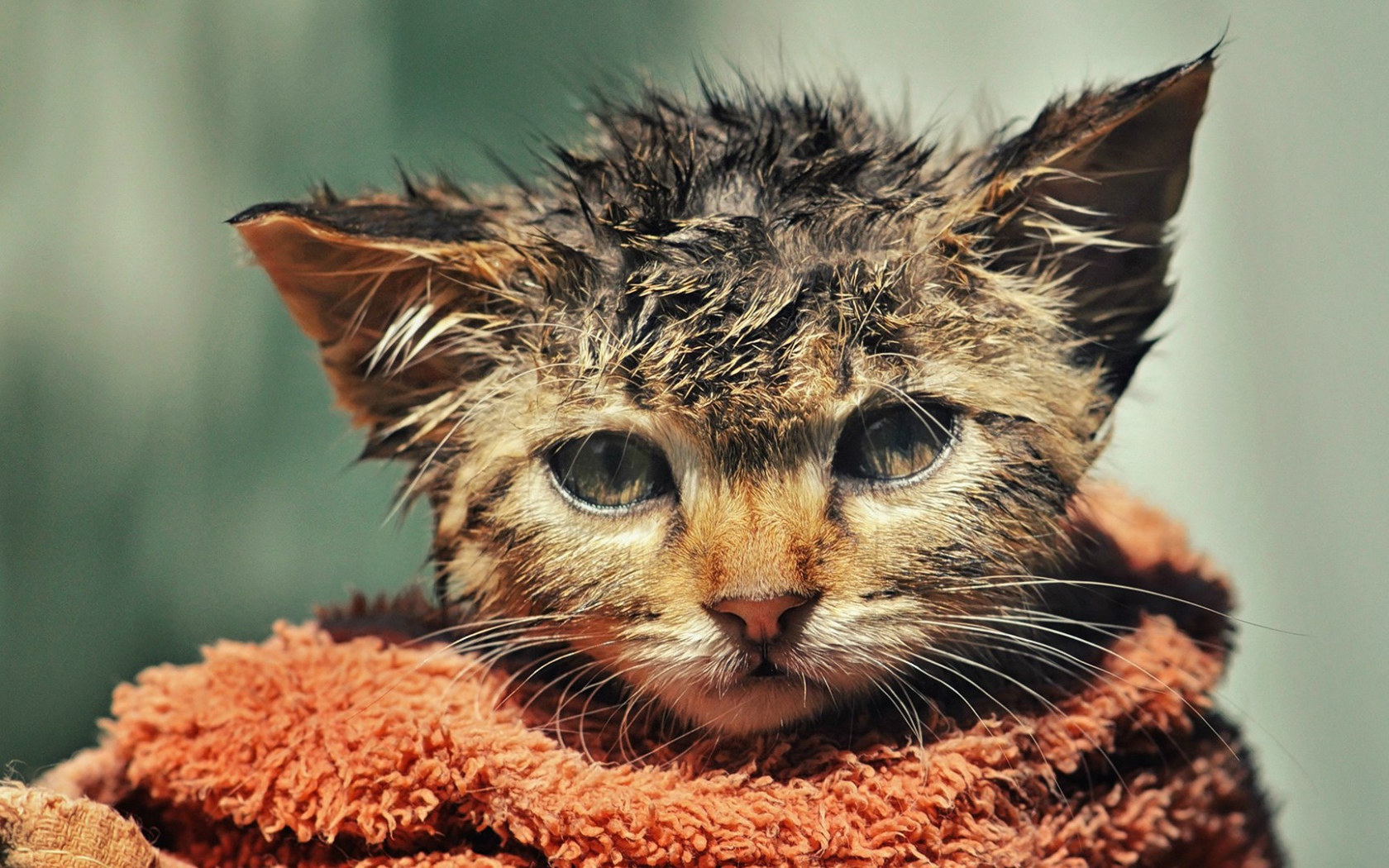 Котенок после купания