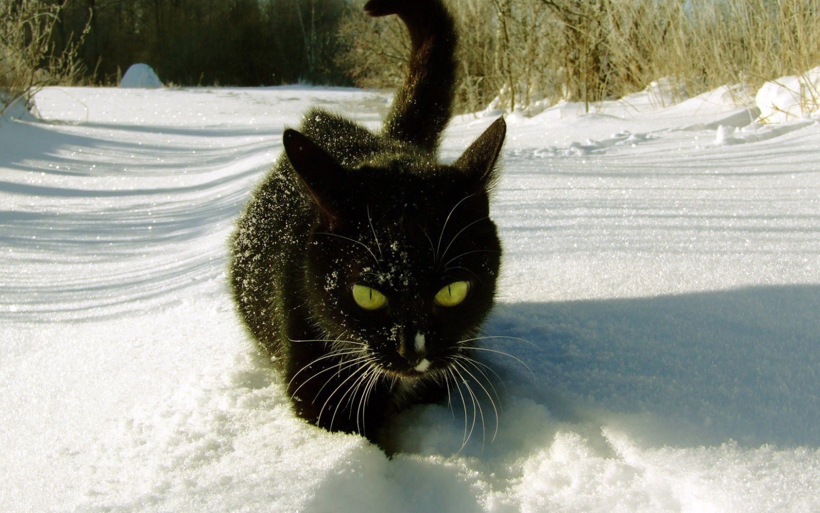 Безумный мартовский кот