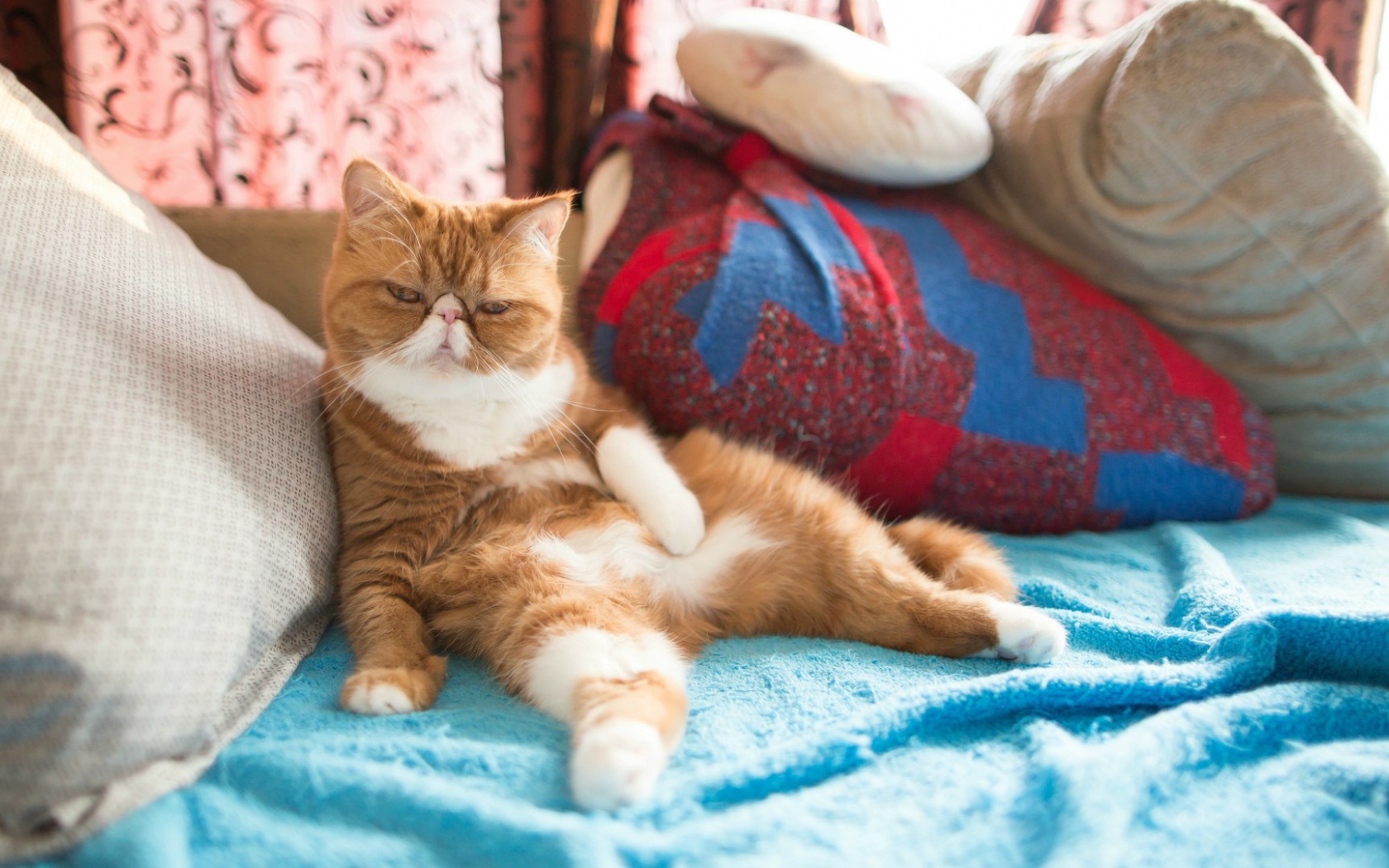 Рыжий кот на подушках