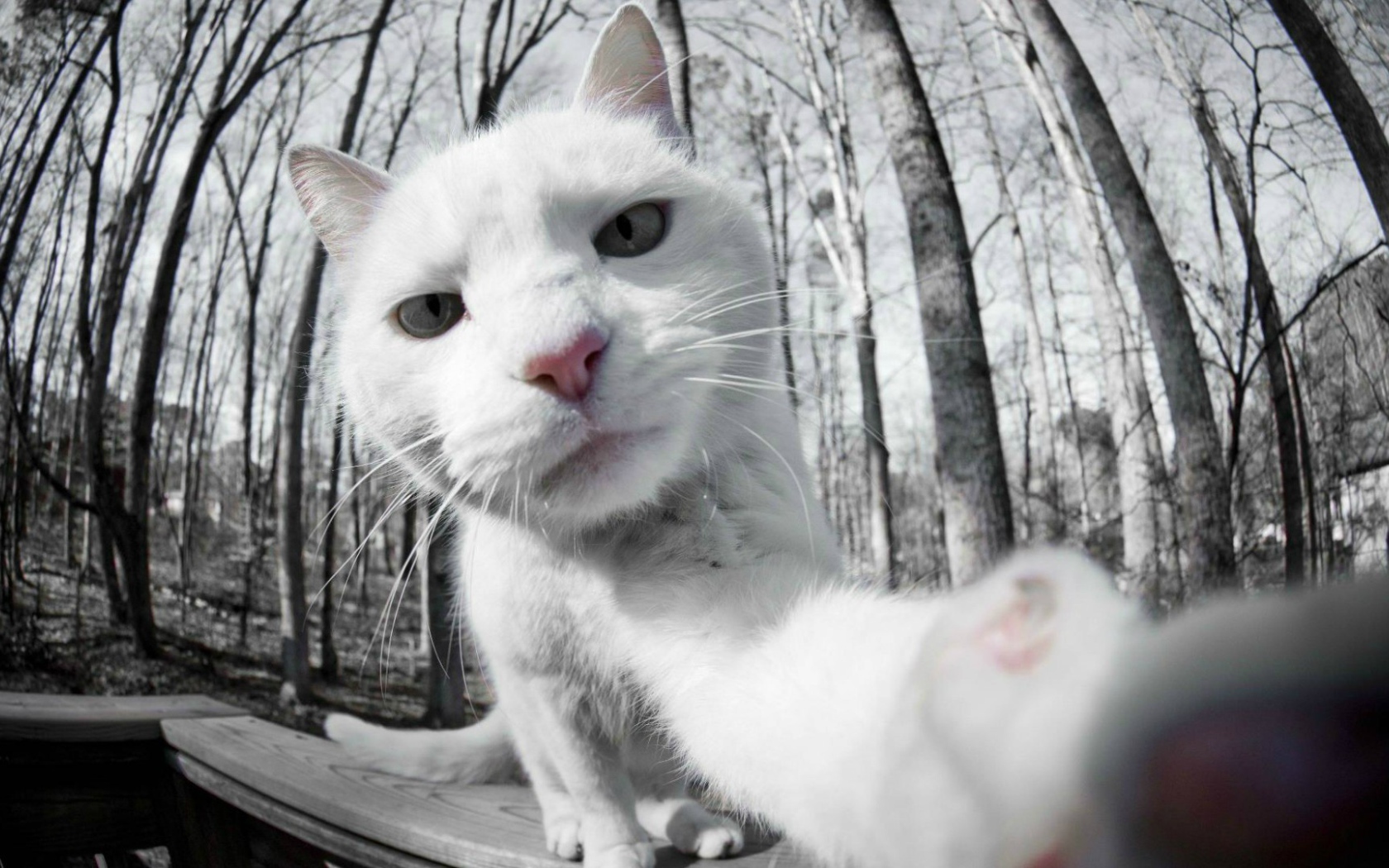 Селфи белого кота