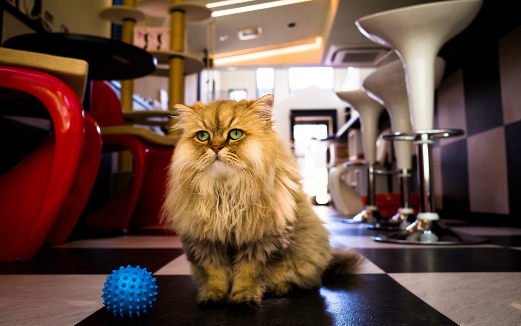 Лохматый кот с игрушкой