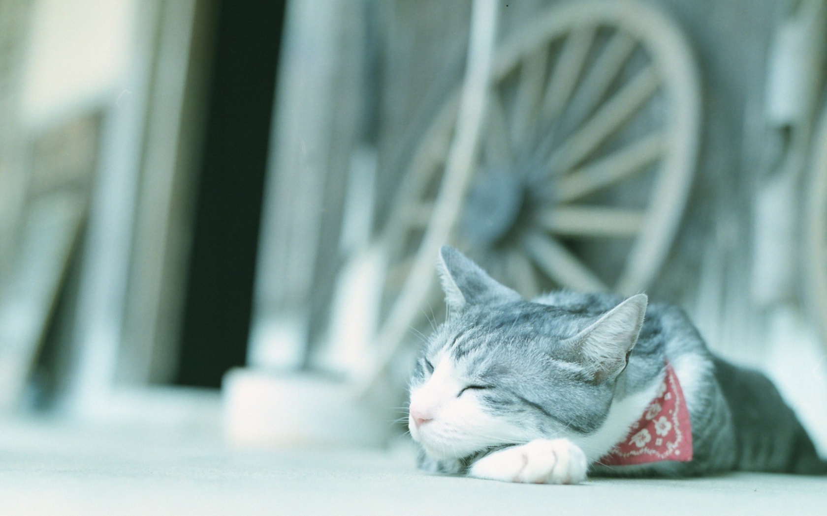 Кот в нашейном платке