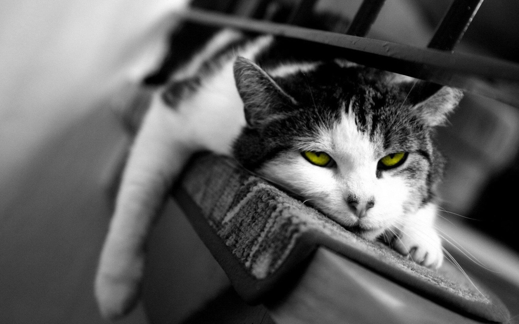 Желтоглазый ленивый кот