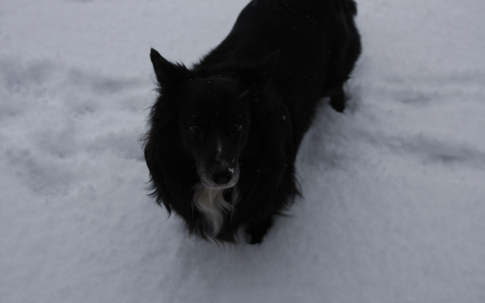 Черный пес стоит в снегу