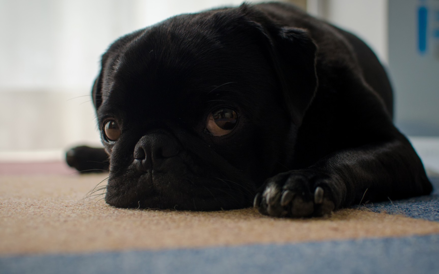 Грустный черный щенок мопса лежит на полу