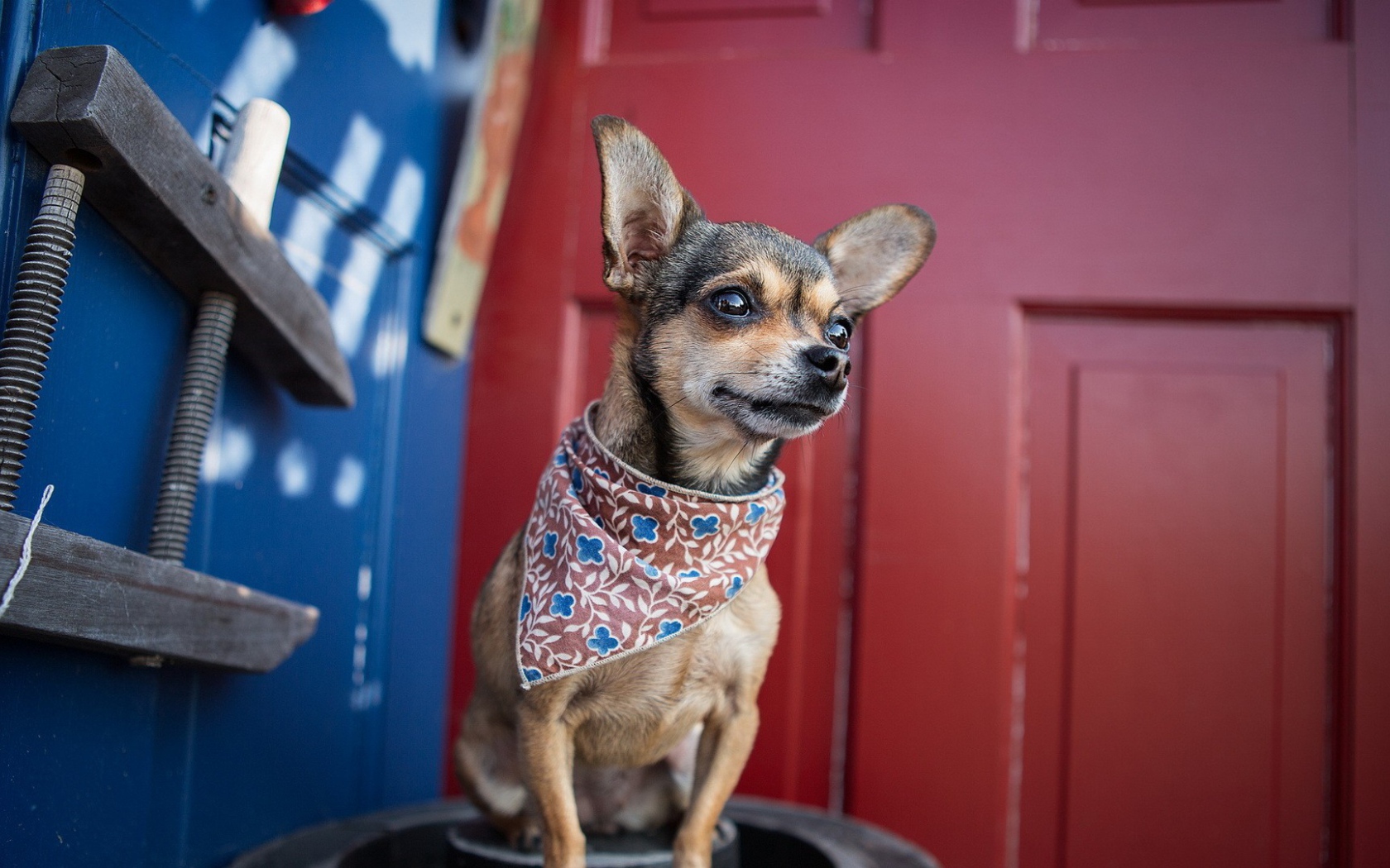 Собака в нашейном платке