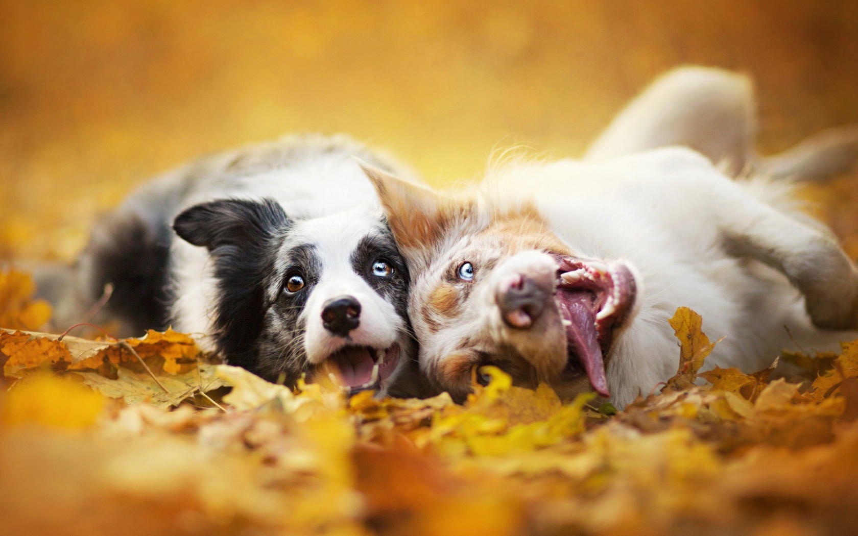 Собаки с безумными взглядами